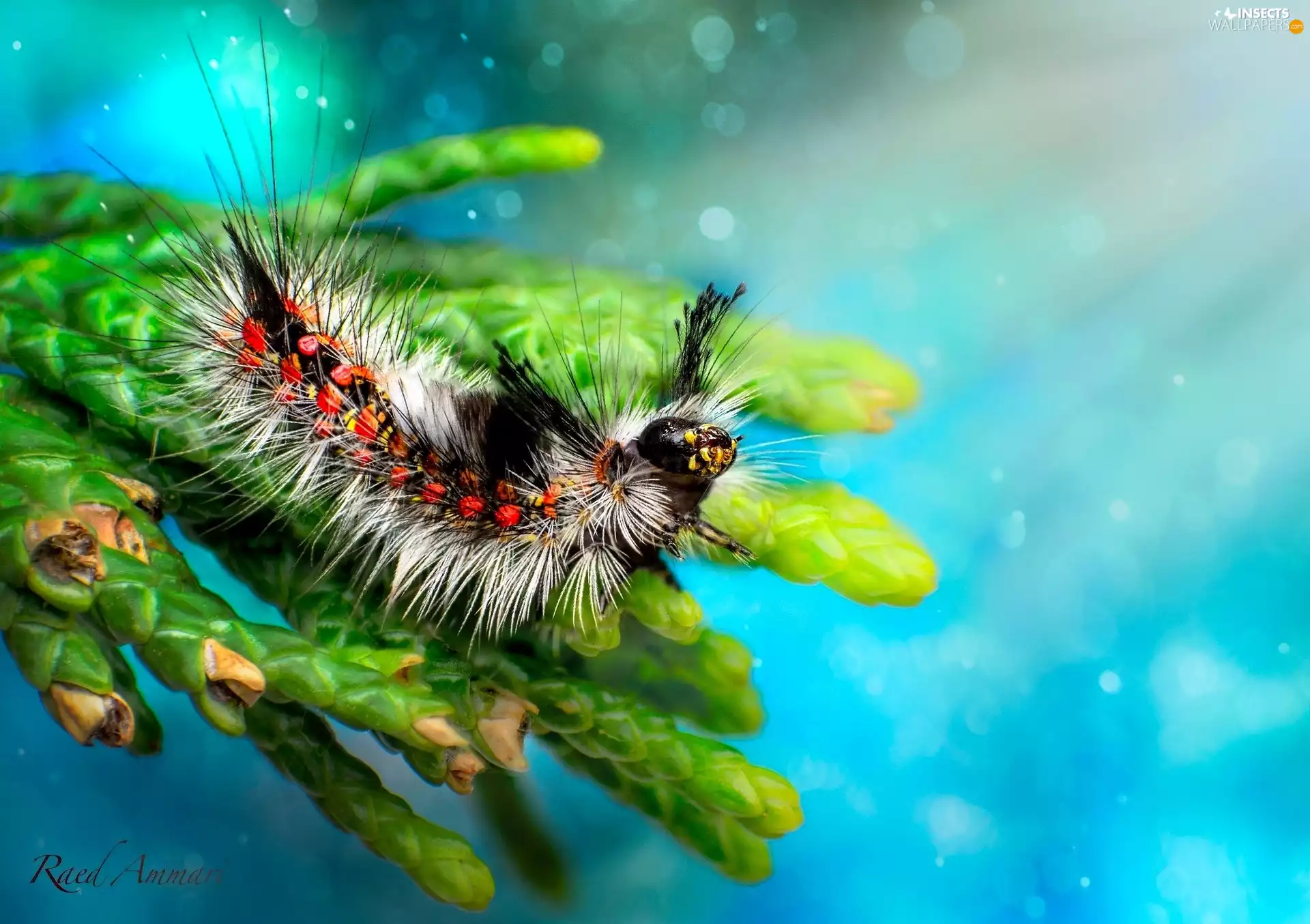 Close, Coloured, caterpillar