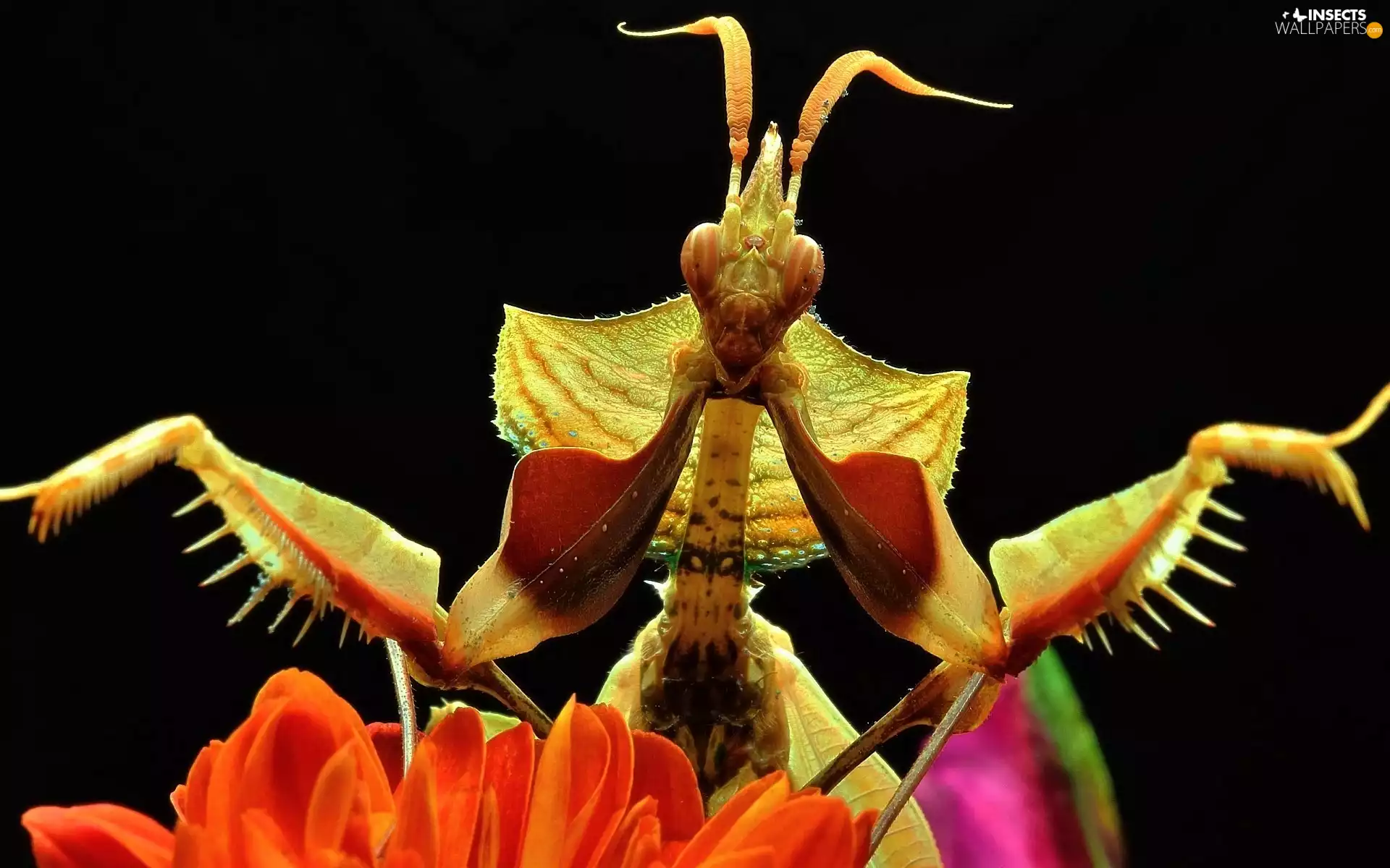 Colourfull Flowers, mantis, Close