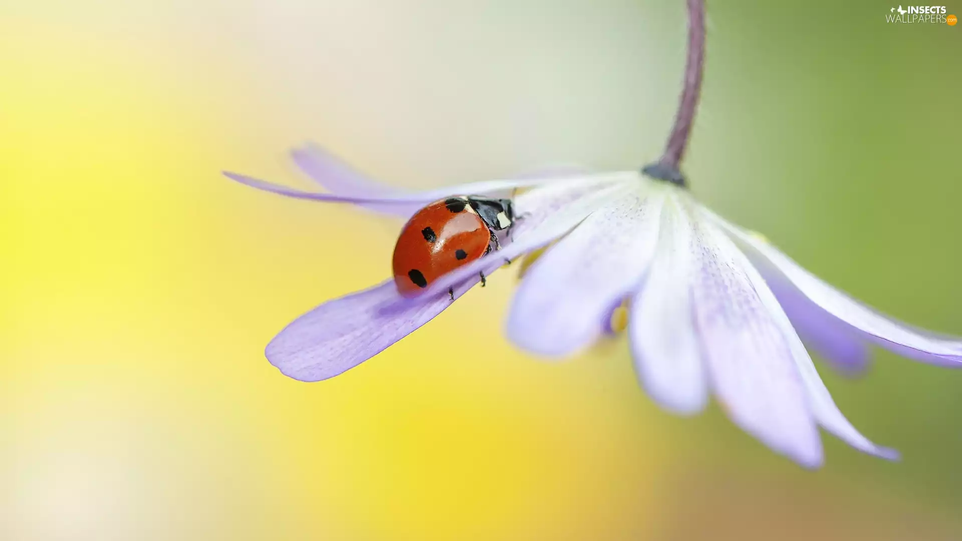 Colourfull Flowers, ladybird, Close, African Daisy