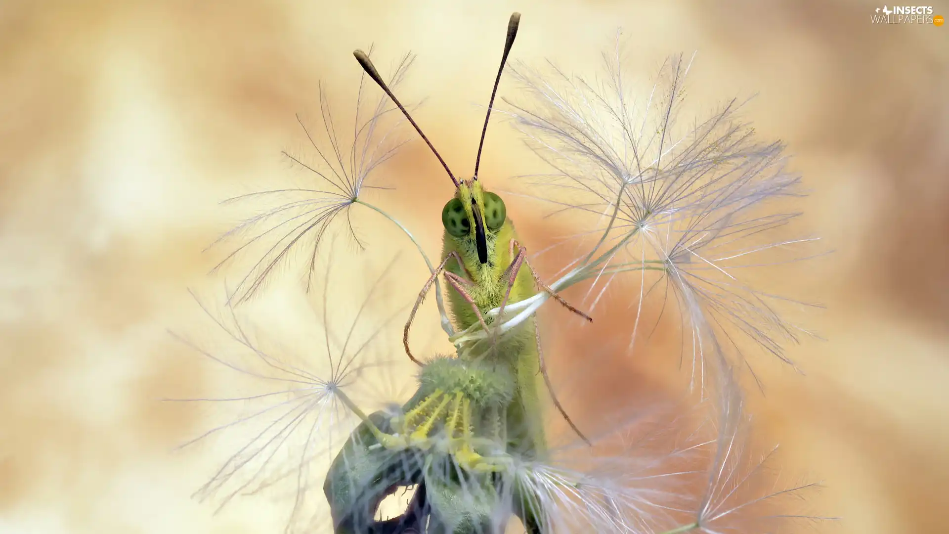 Close, butterfly, dandelion