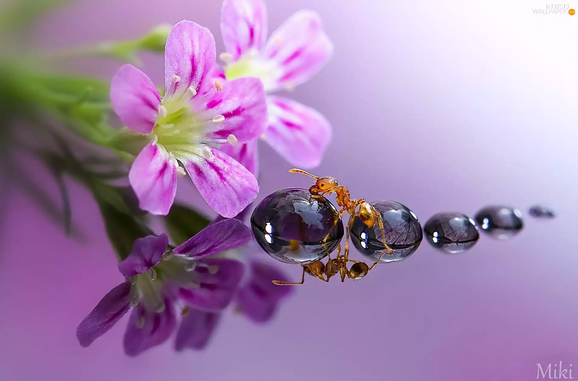 reflection, Close, drops, ant, Flowers