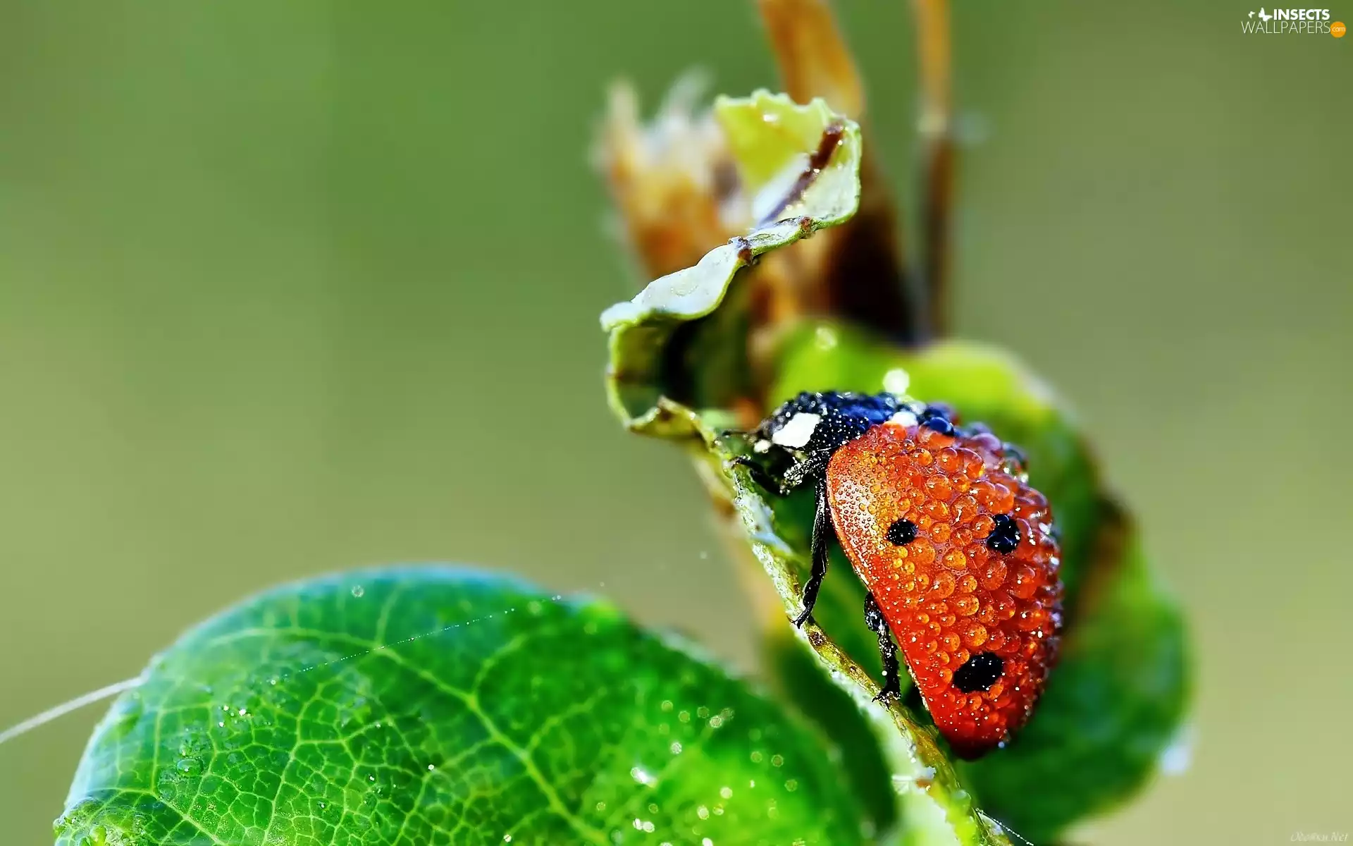 Leaf, Close, drops, water, ladybird