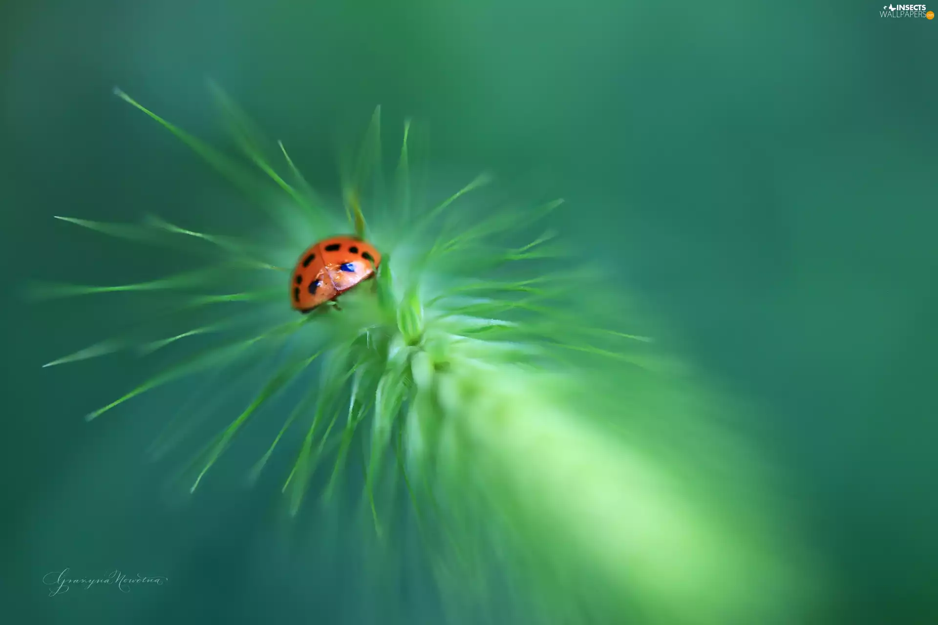 Close, ladybird, ear