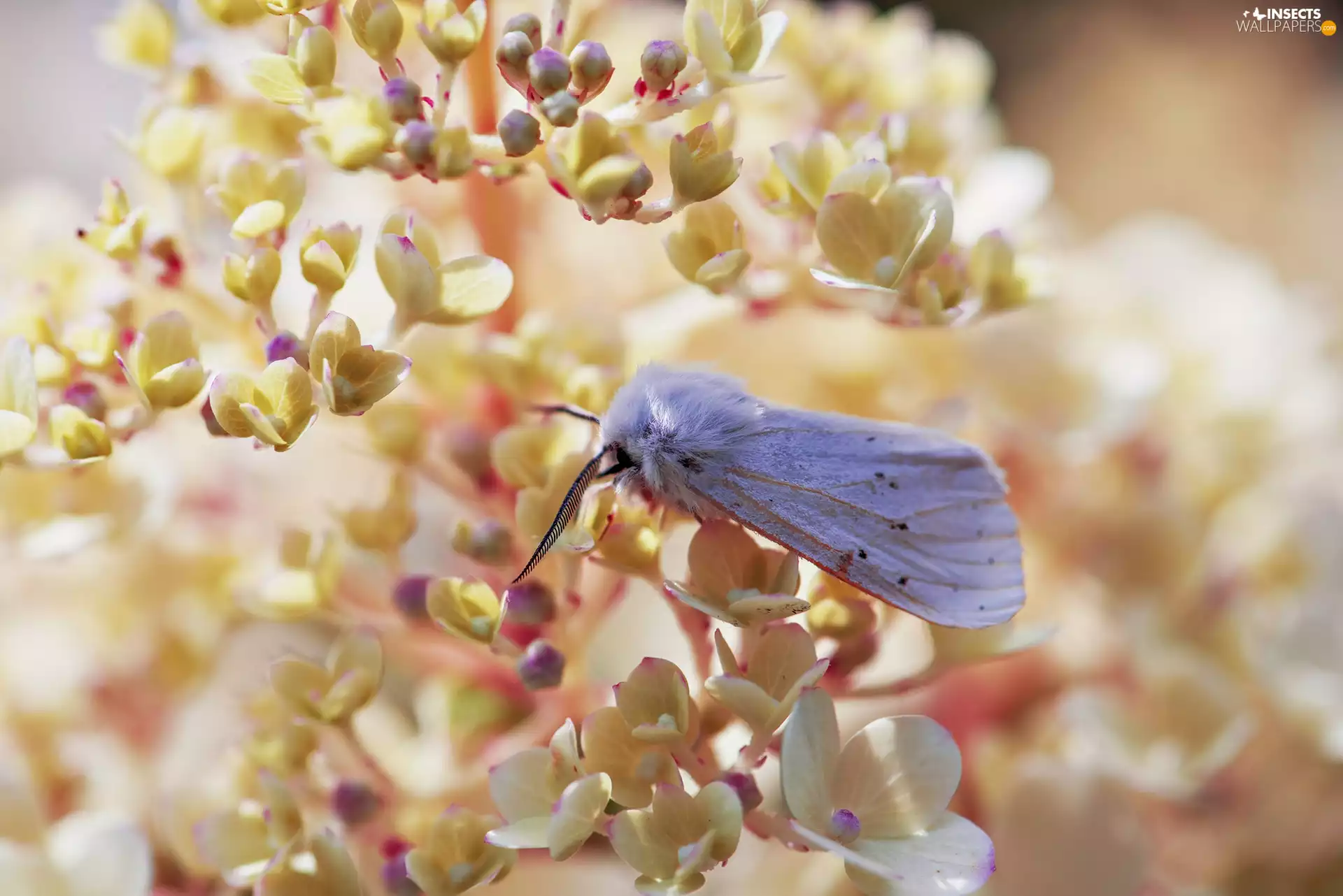 Close, moth, Flowers