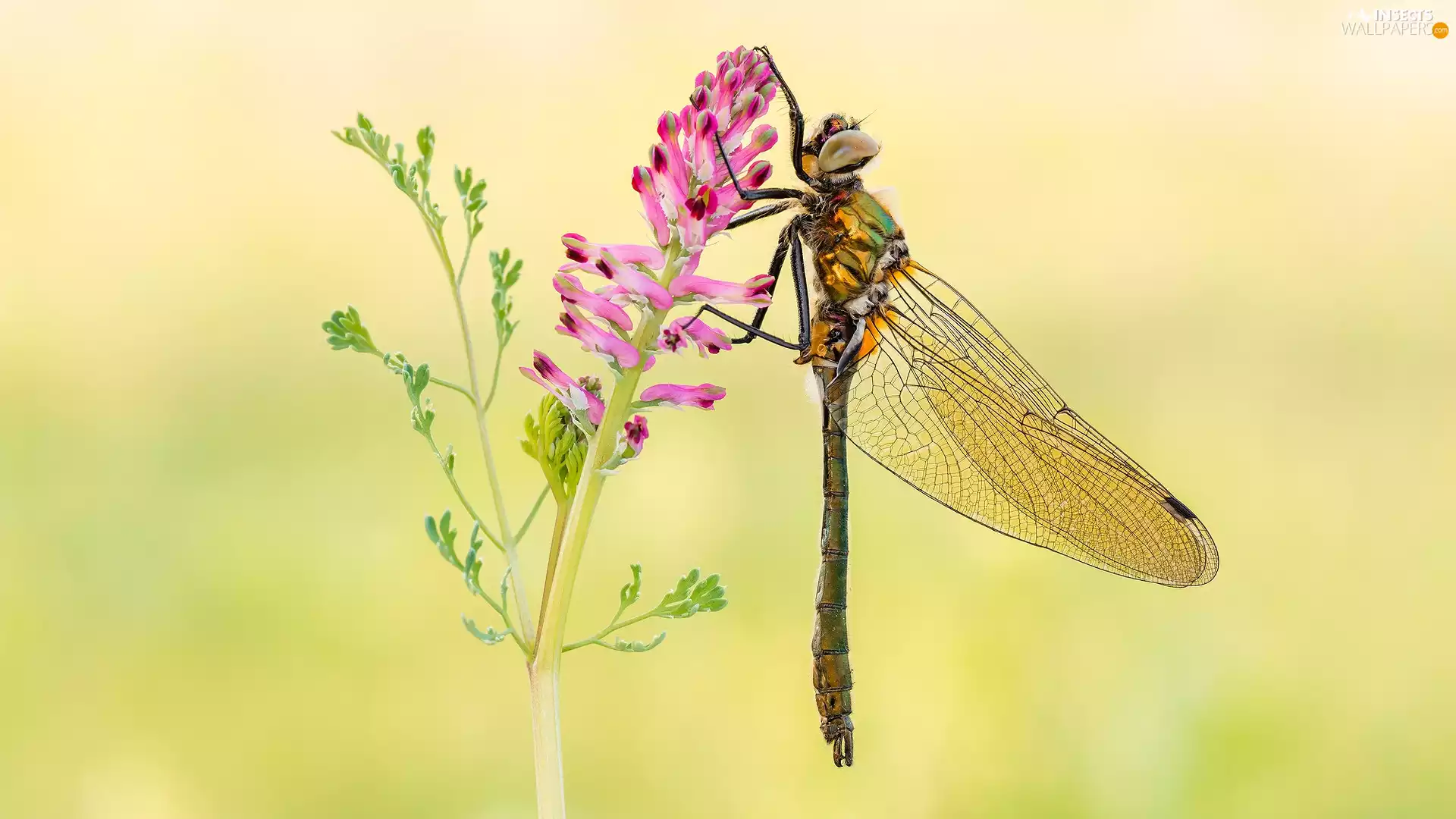 dragon-fly, Pink, Close, Colourfull Flowers