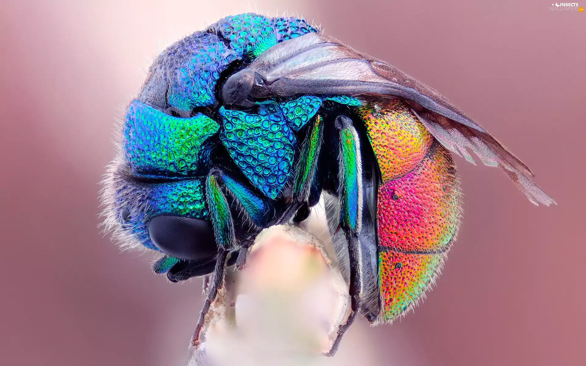Close, Coloured, fly