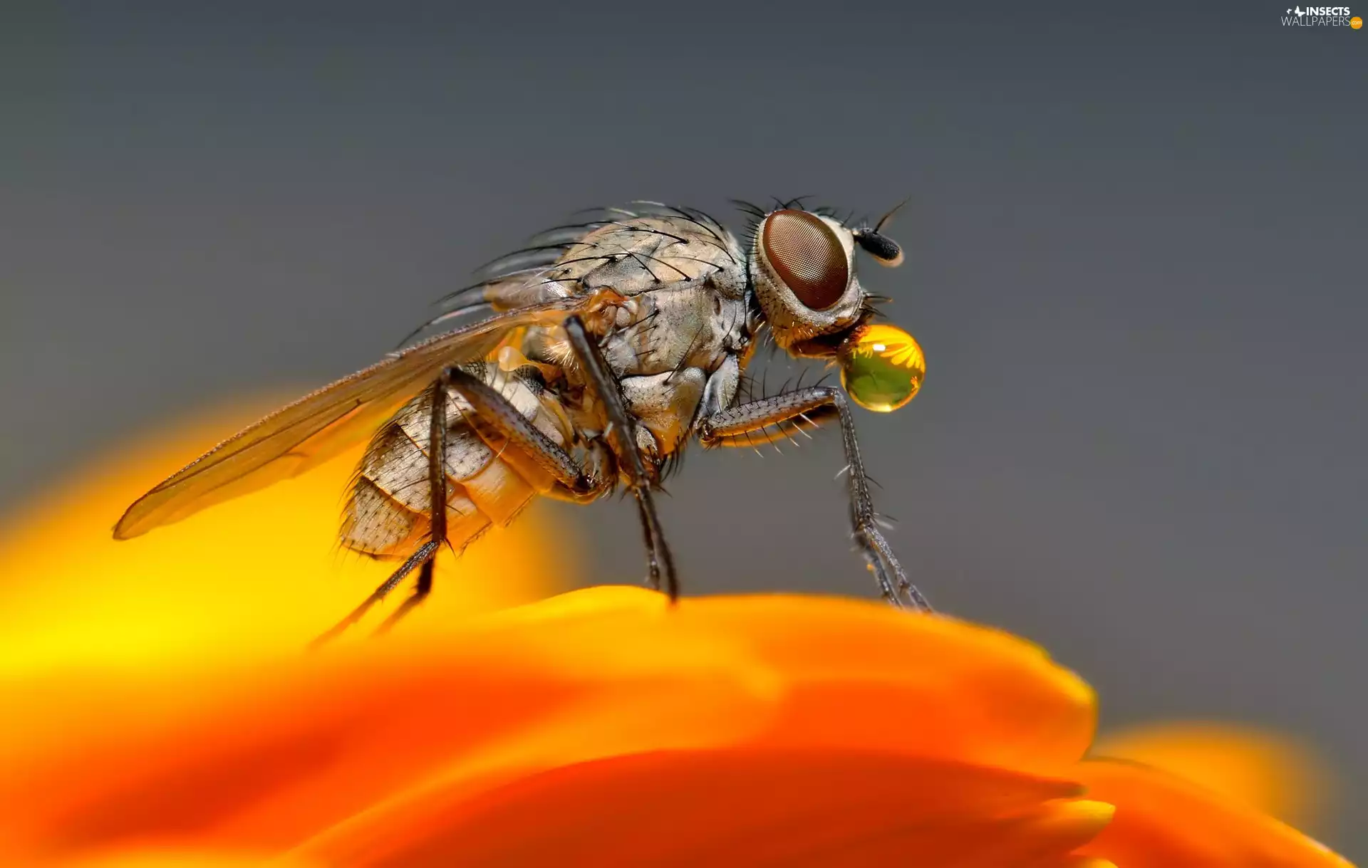 fly, Colourfull Flowers, Close