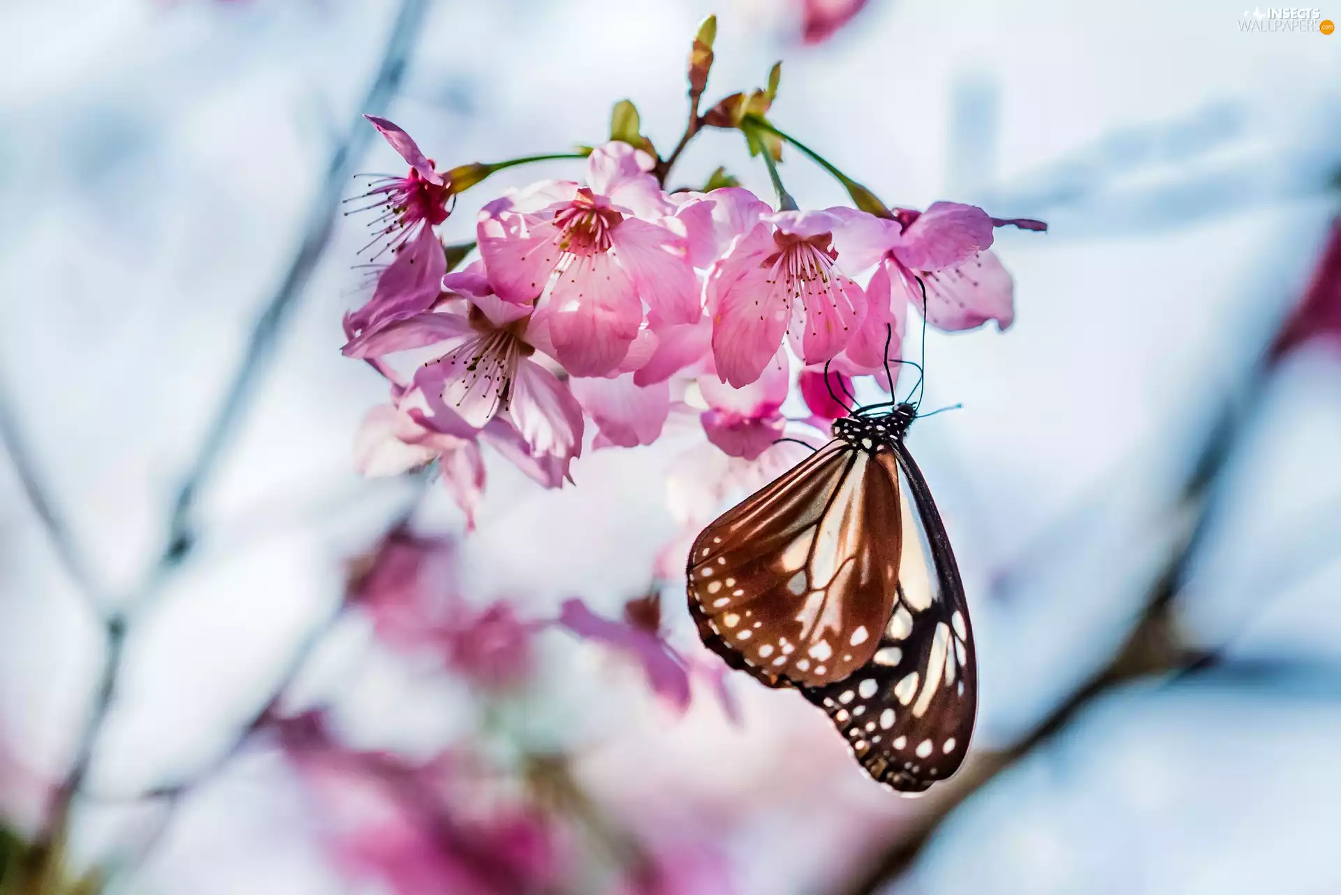 trees, Flowers, butterfly, Close, viewes, fruit