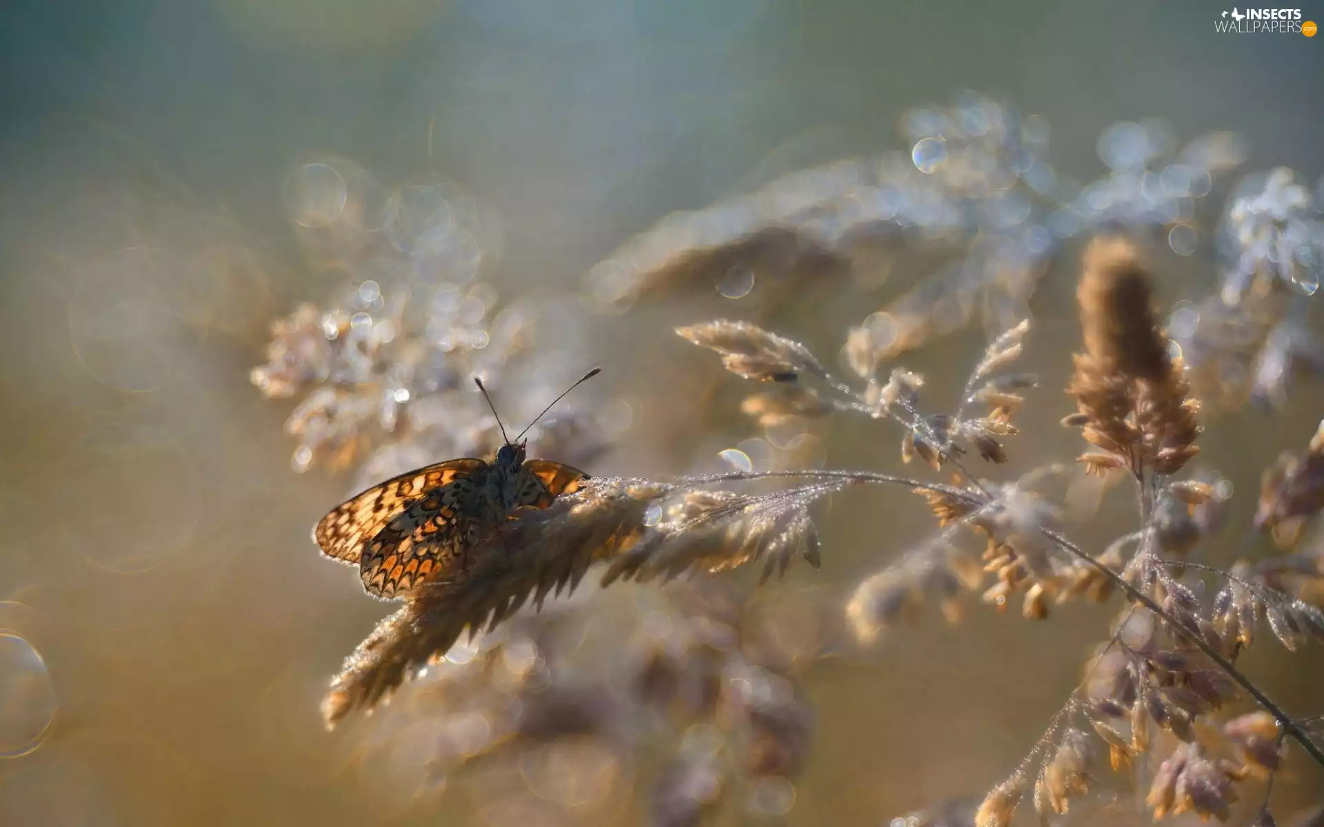 butterfly, stalk, background, Close, fuzzy, grass