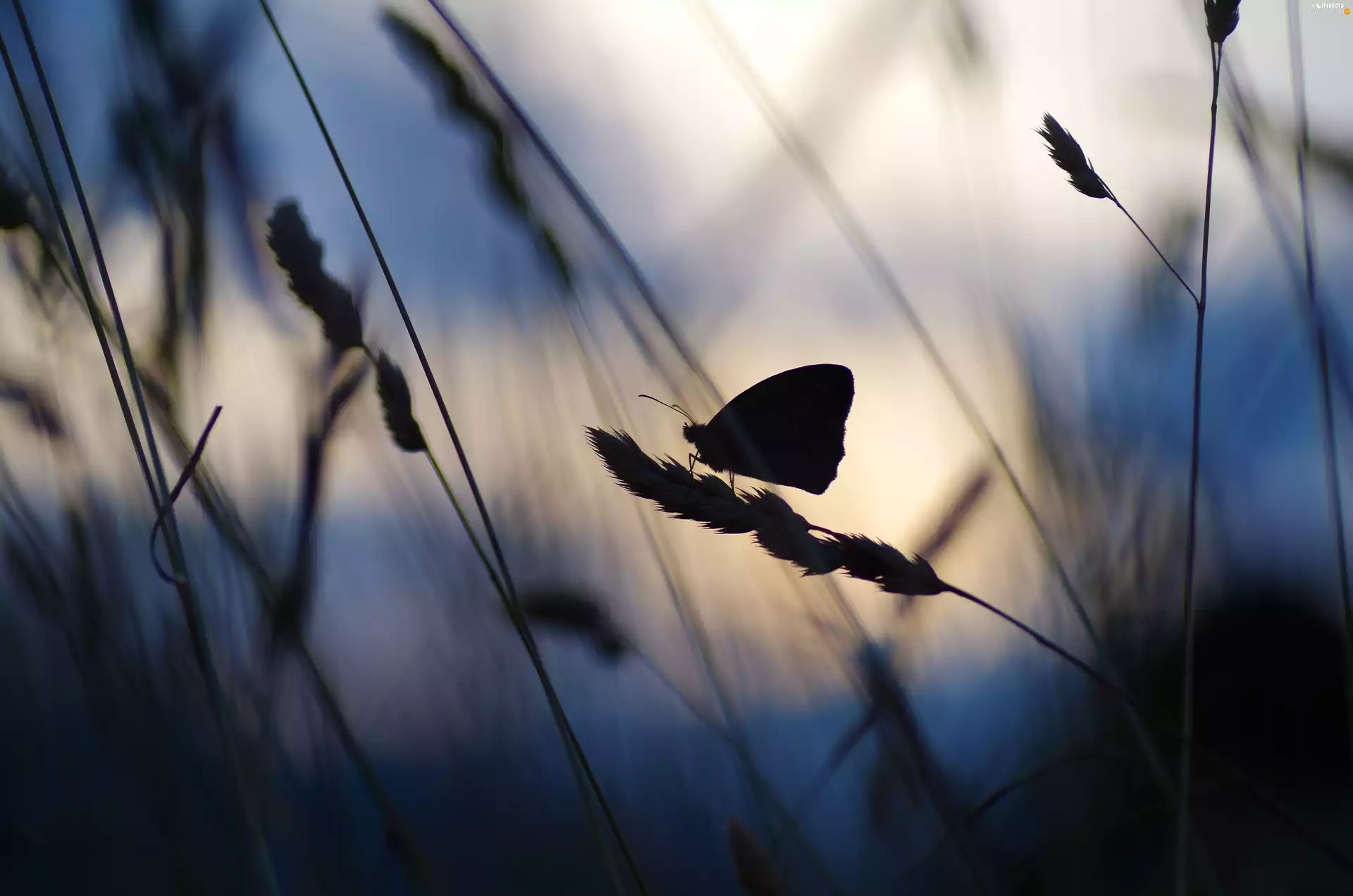 Close, butterfly, grass
