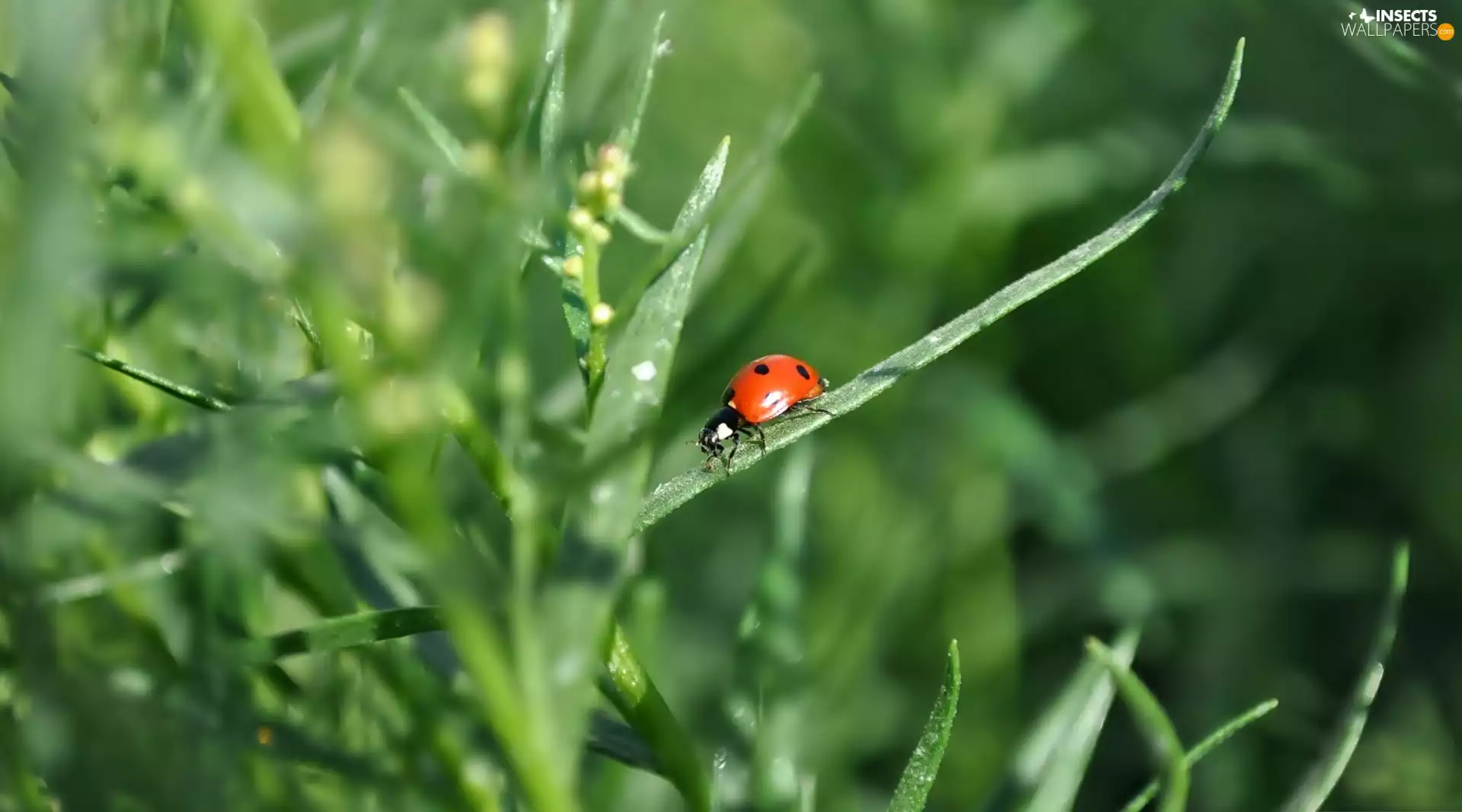 Close, ladybird, grass