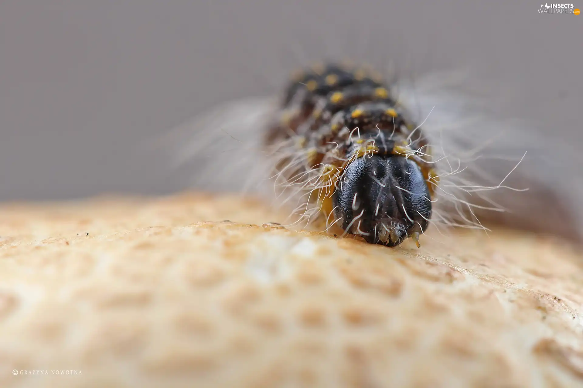 Close, caterpillar, Hairs