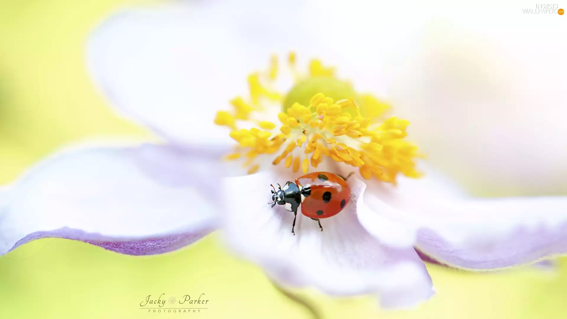 Yellow, White, ladybird, anemone, Colourfull Flowers, rods, Close