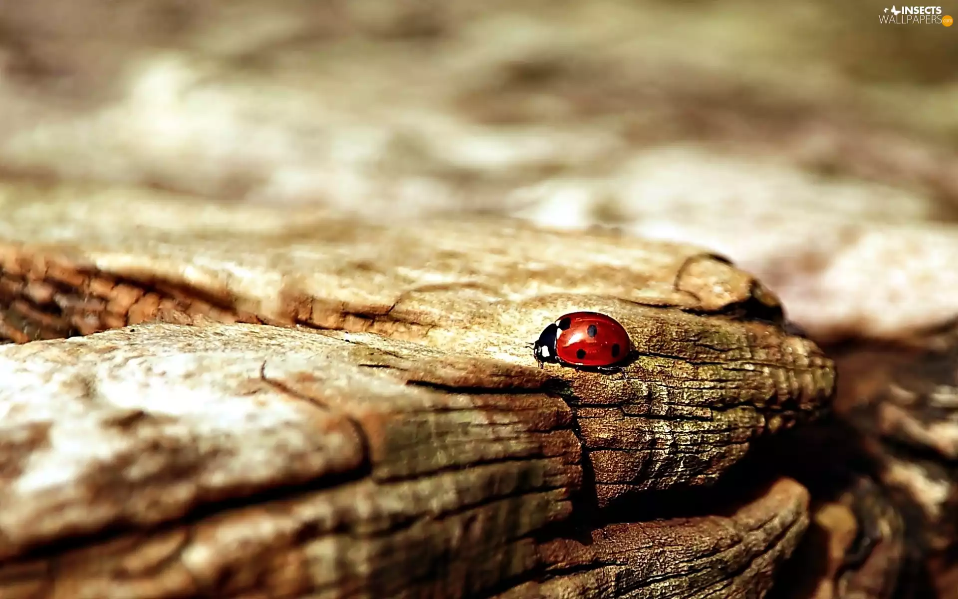 Close, ladybird