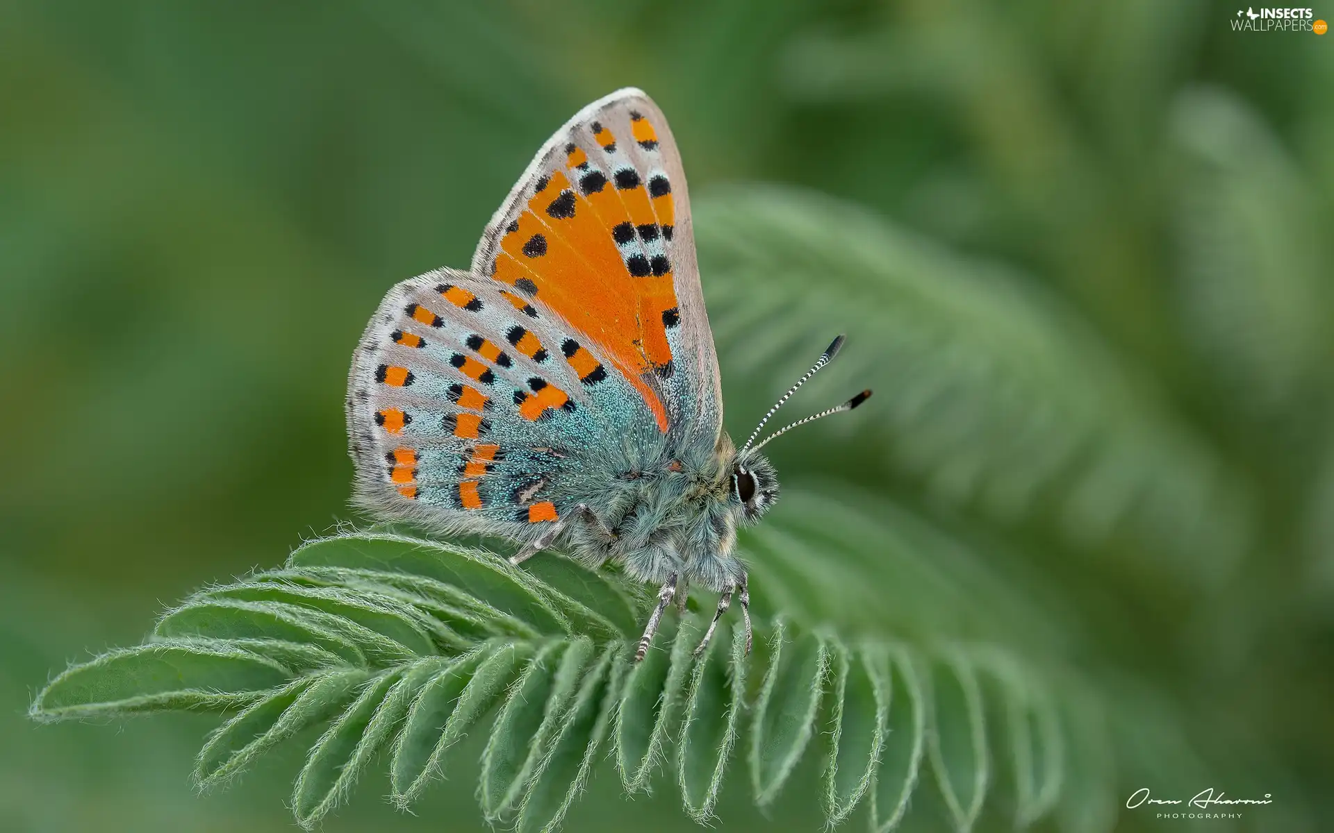 Close, butterfly, leaf