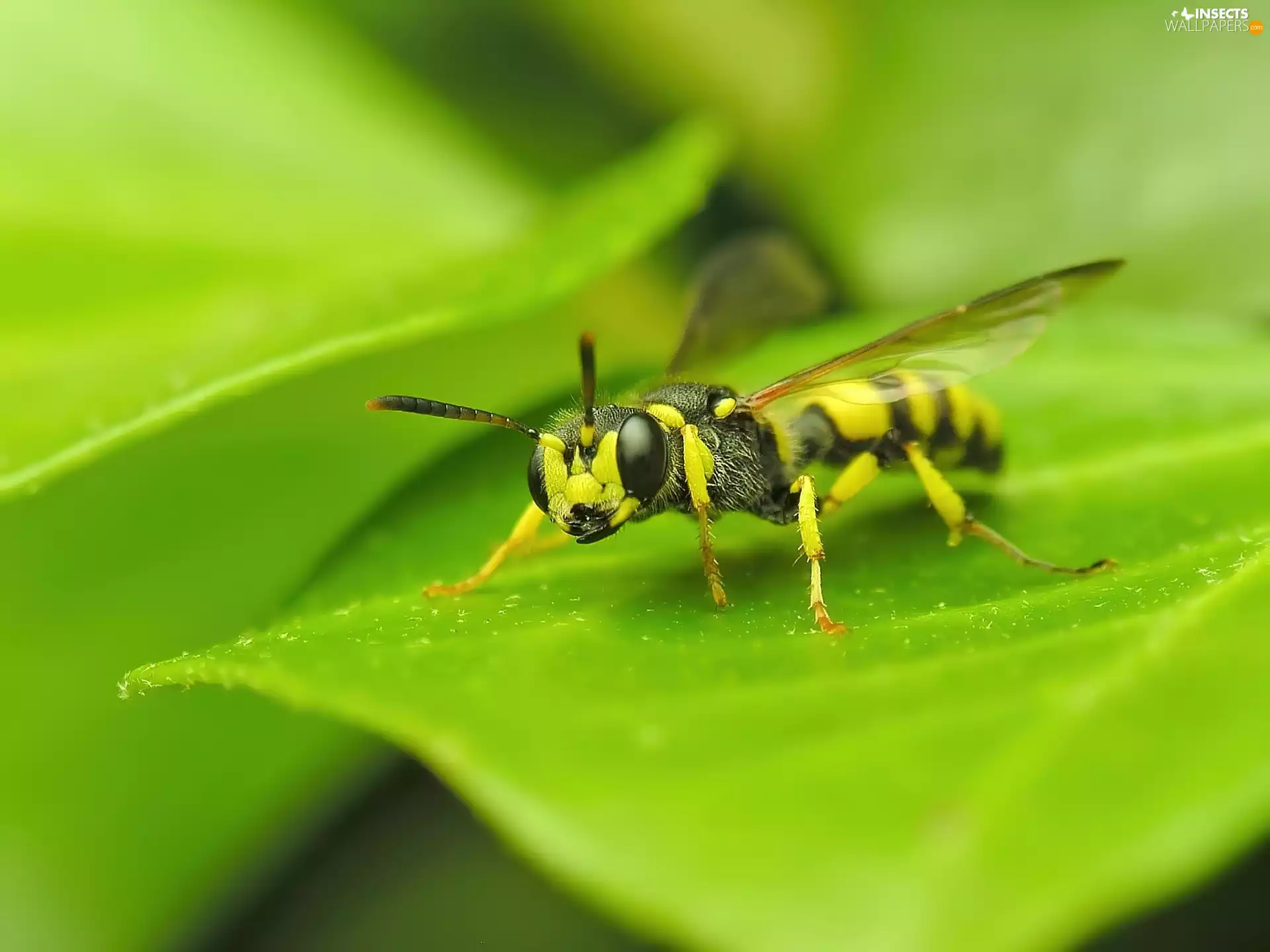 Close, wasp, leaf