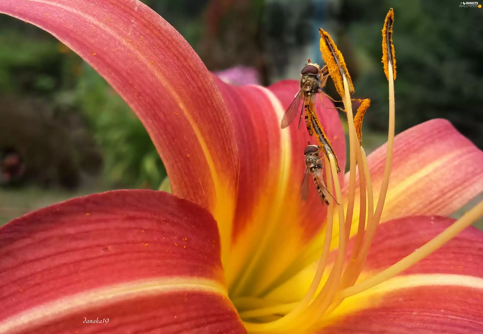 rods, Close, lily, Vespidae, Red