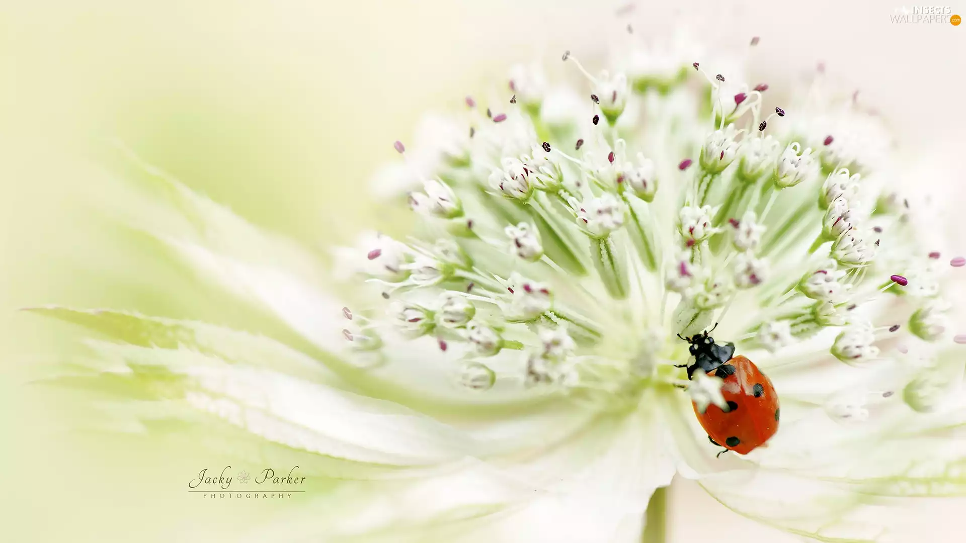 Colourfull Flowers, ladybird, Close, Great Masterwort