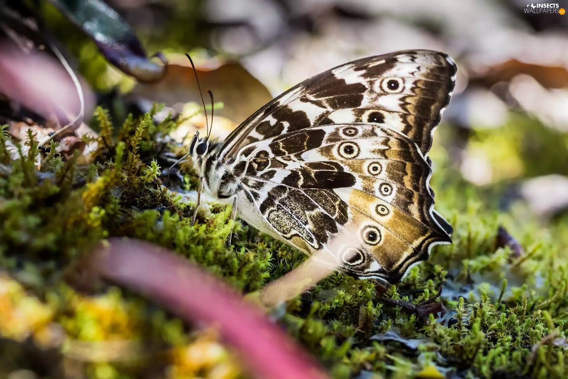 Close, butterfly, Moss