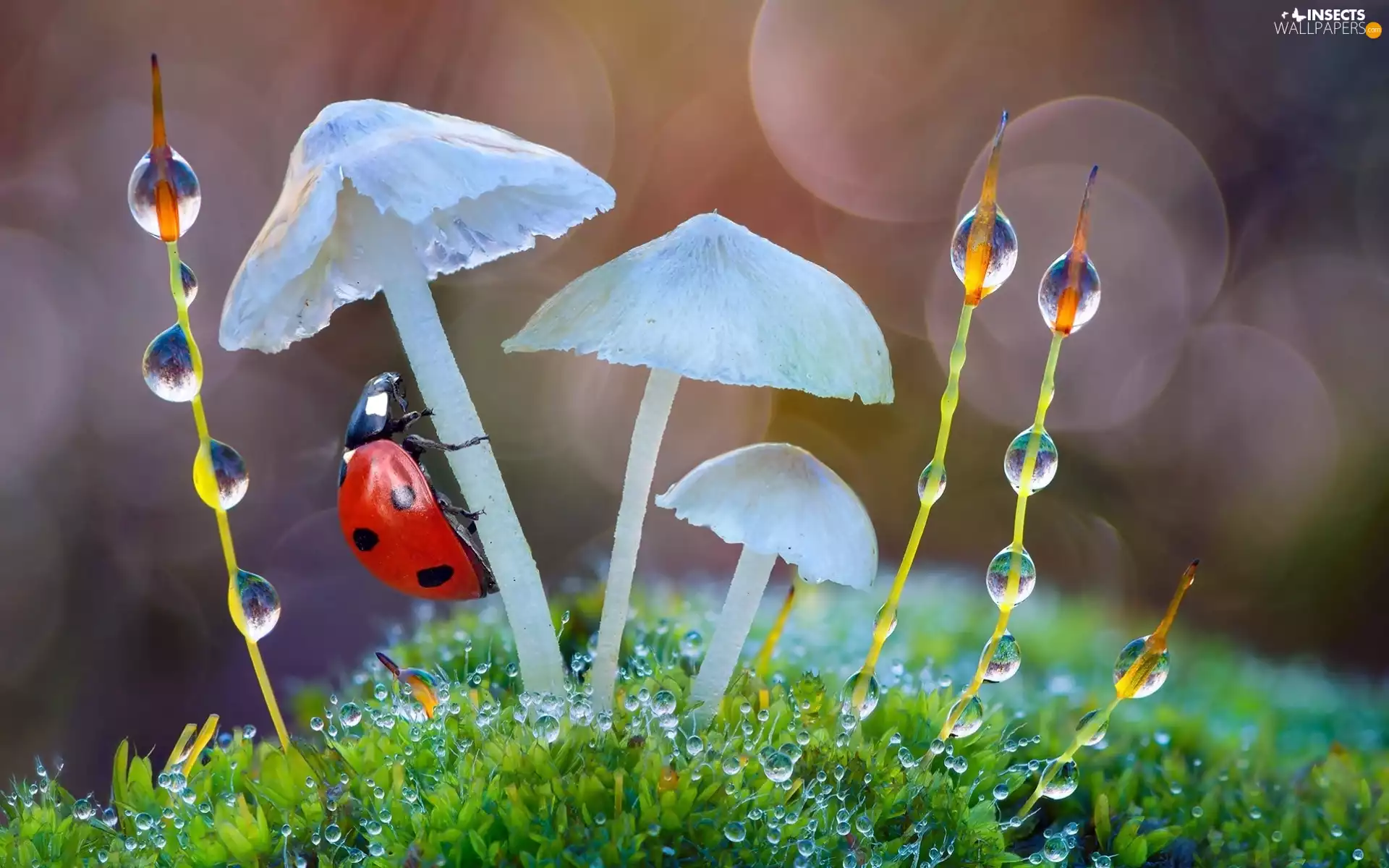 Moss, ladybird, dew, Close, drops, mushrooms