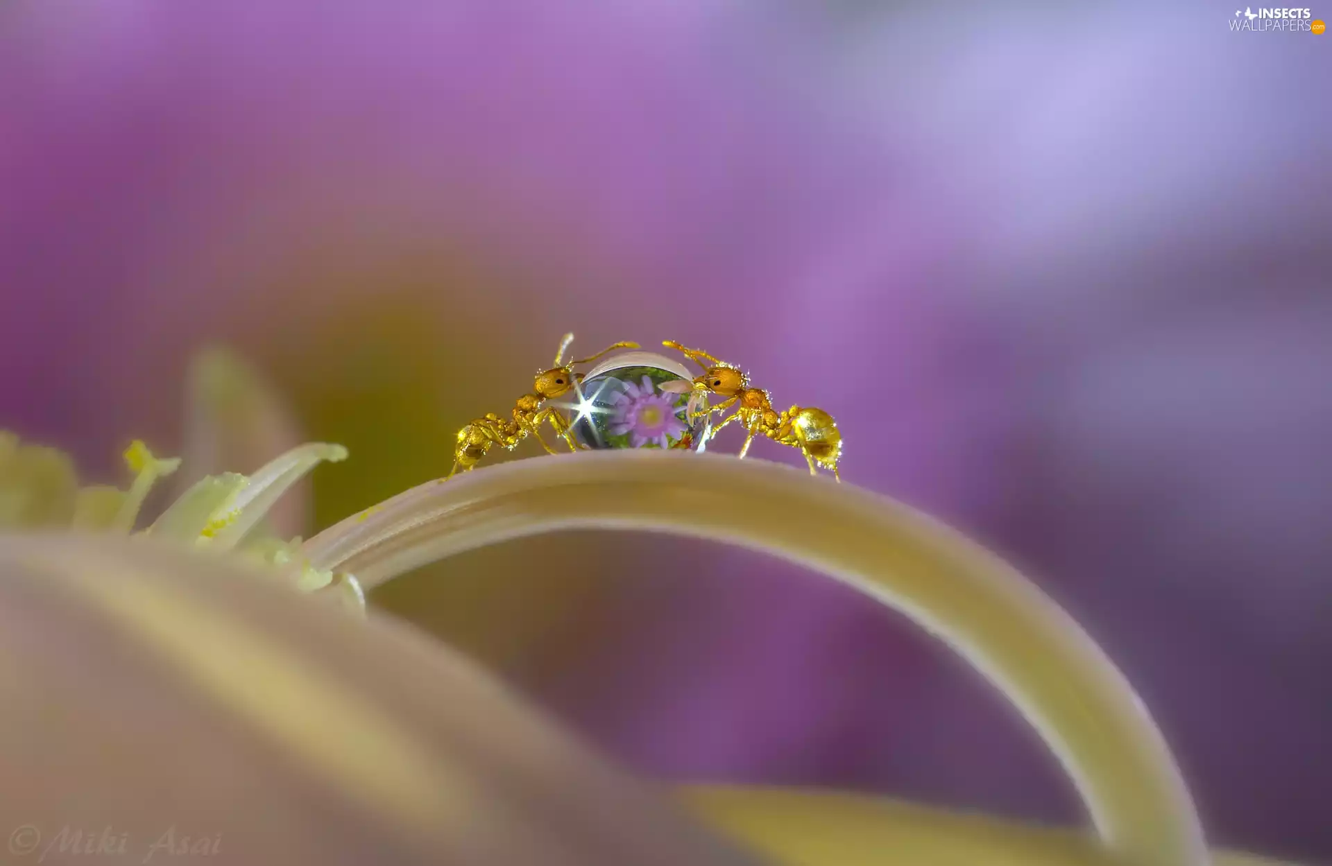 drop, Close, petal, Flowers, ants