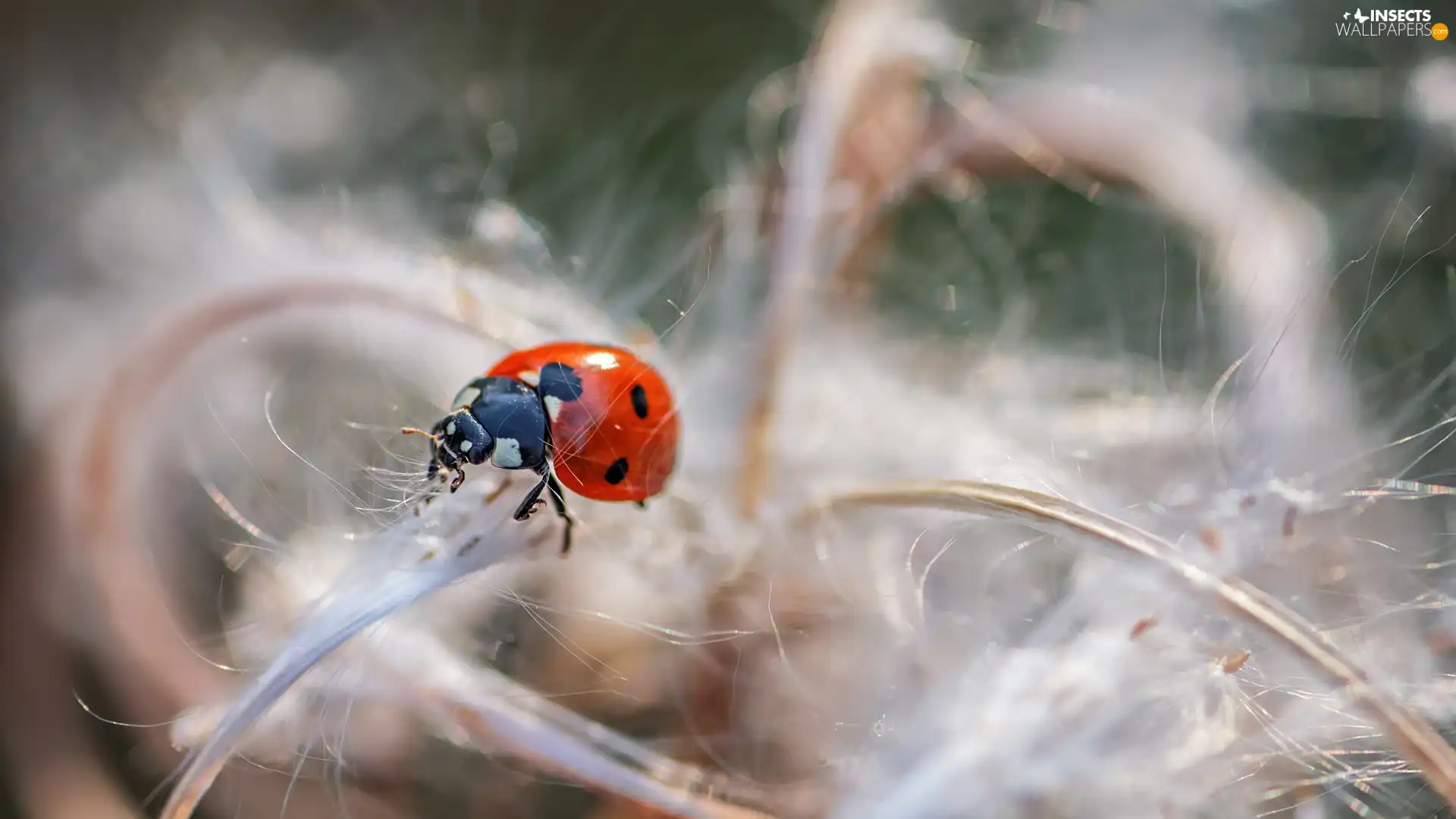 Close, ladybird, plant