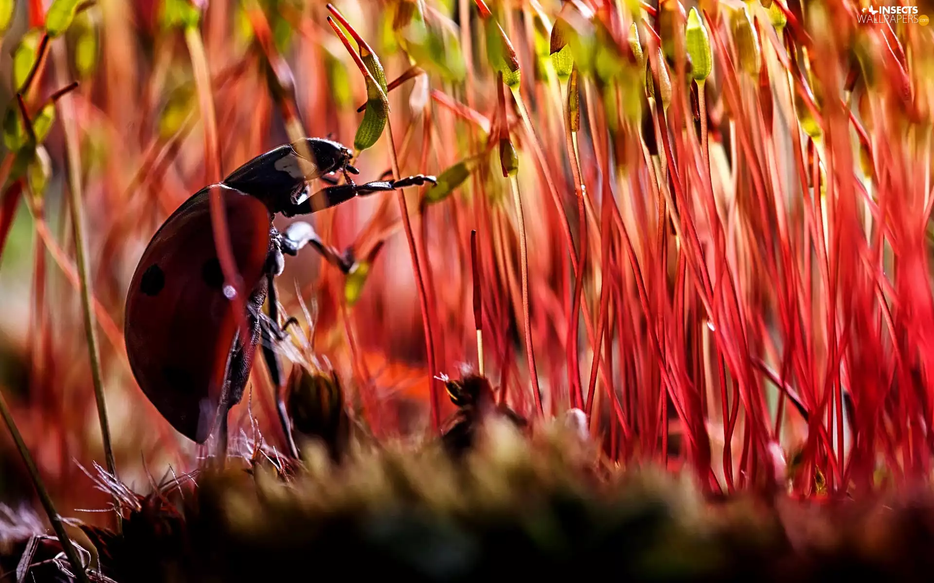 Close, ladybird, plants