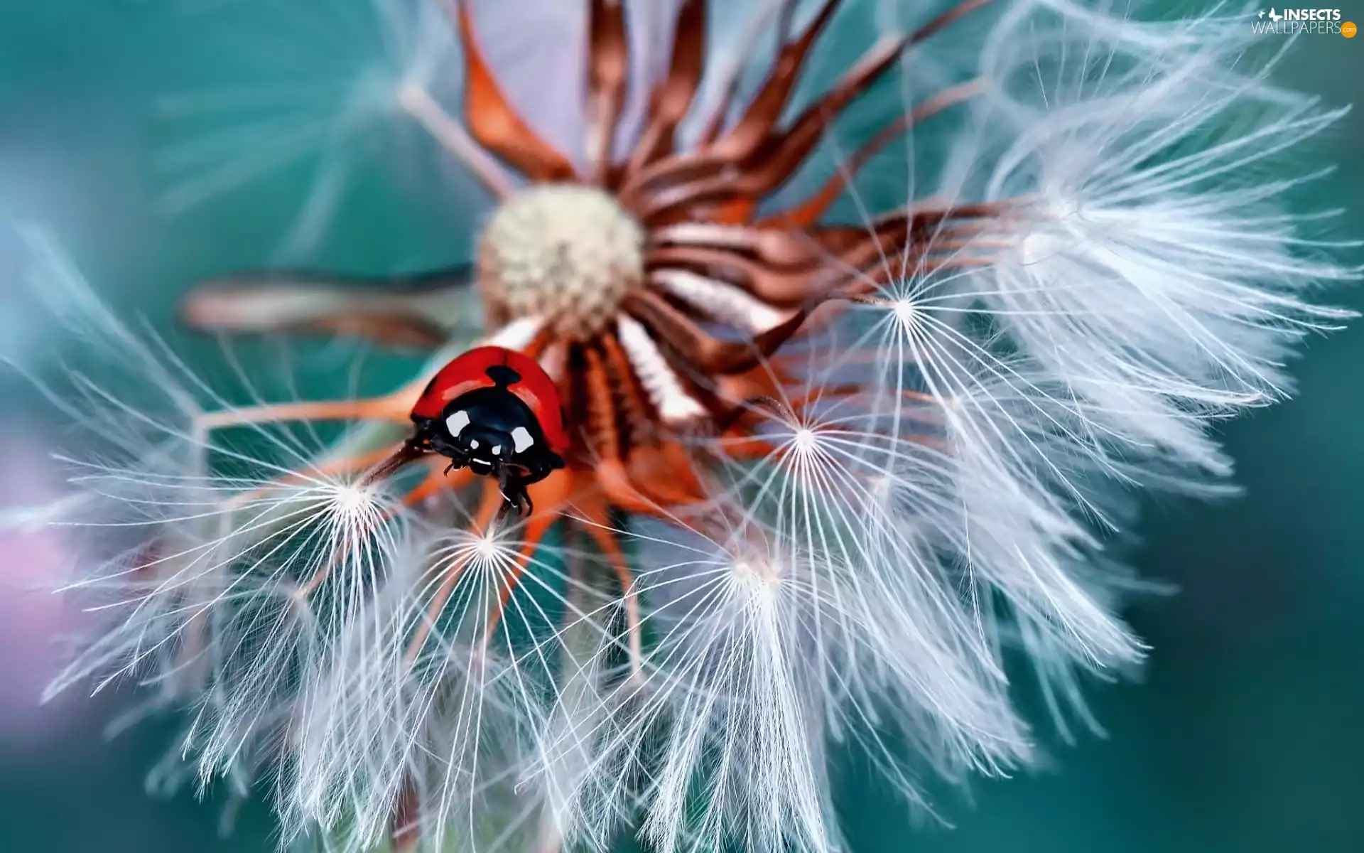 Close, ladybird, puffball