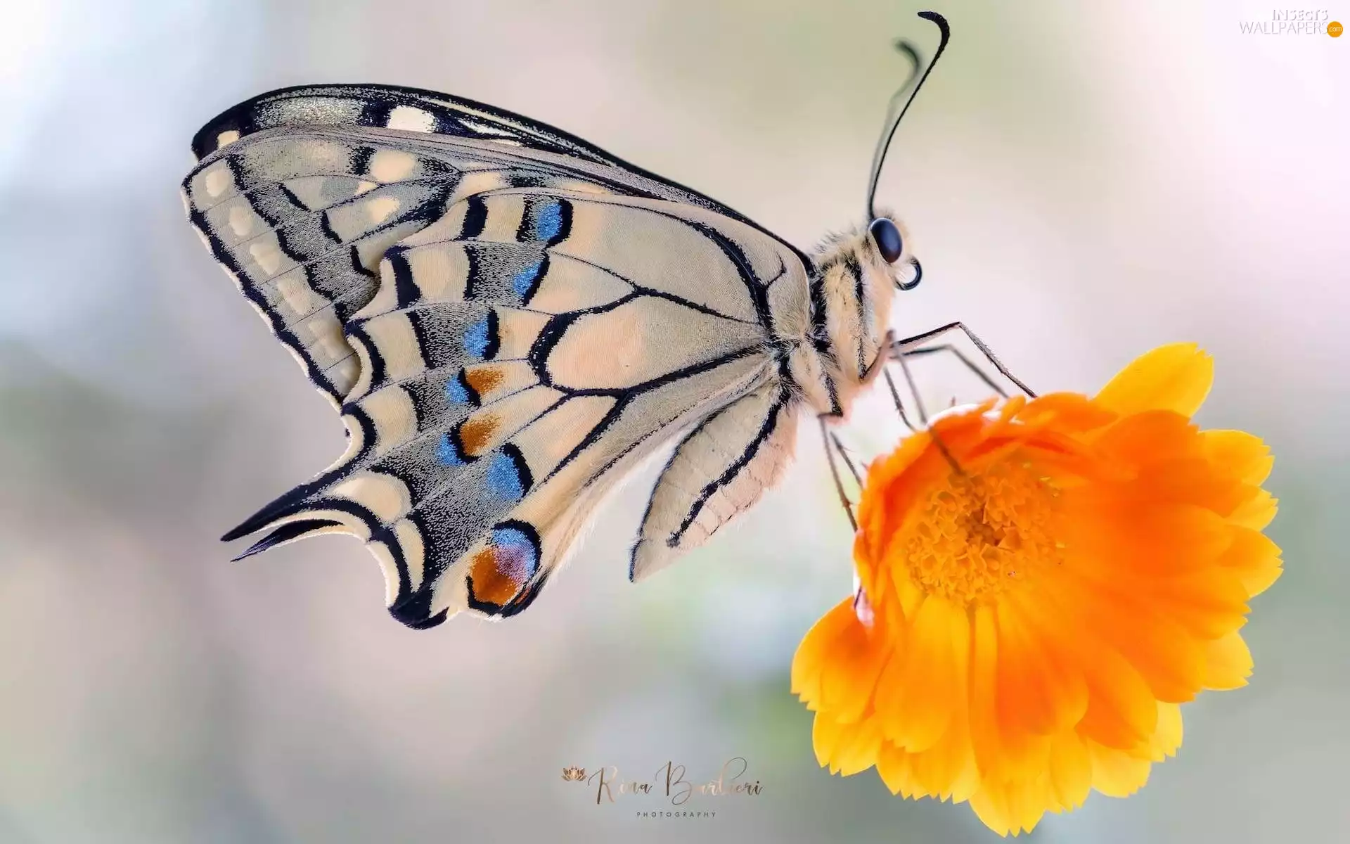 butterfly, Colourfull Flowers, Close, Oct Queen