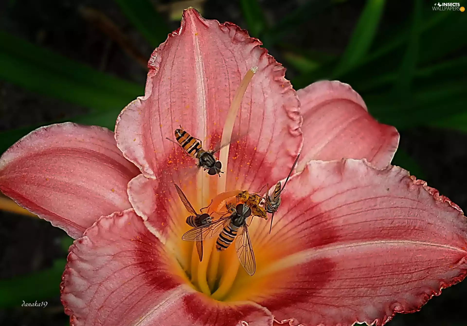 Vespidae, Close, Red, lily, pink