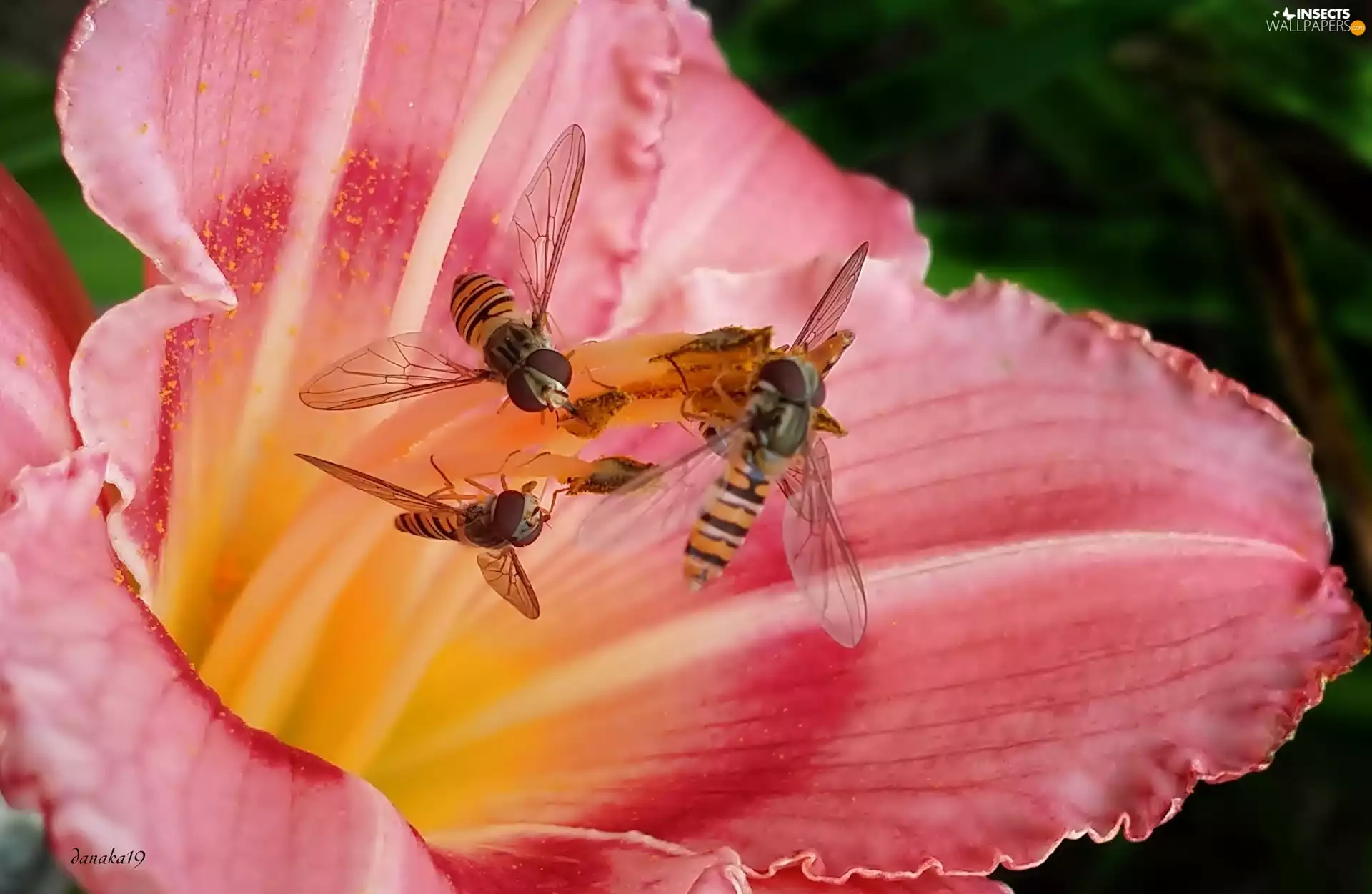 lily, pink, Vespidae, Close, rods, Red