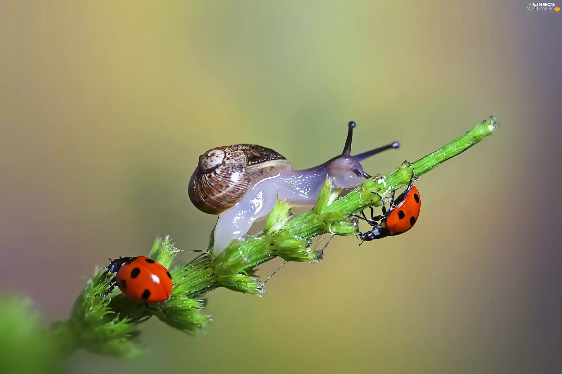 Close, ladybugs, Snail