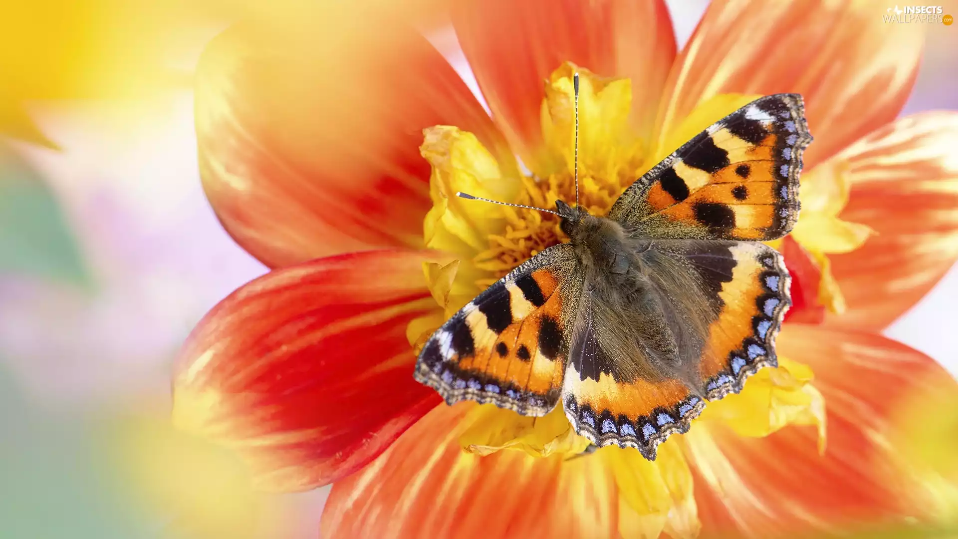 butterfly, Colourfull Flowers, Close, Small Tortoiseshell