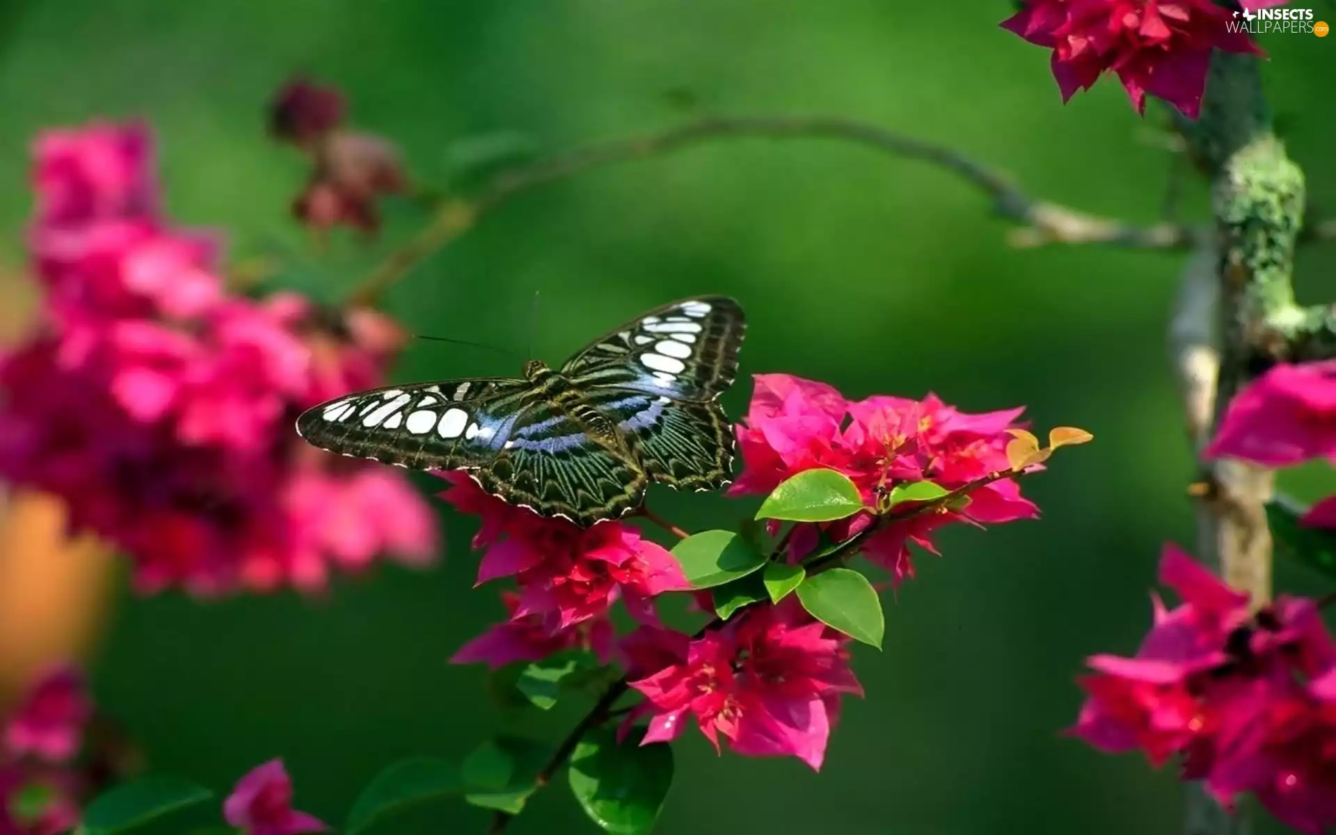 Spring, Close, trees, butterfly, flourishing
