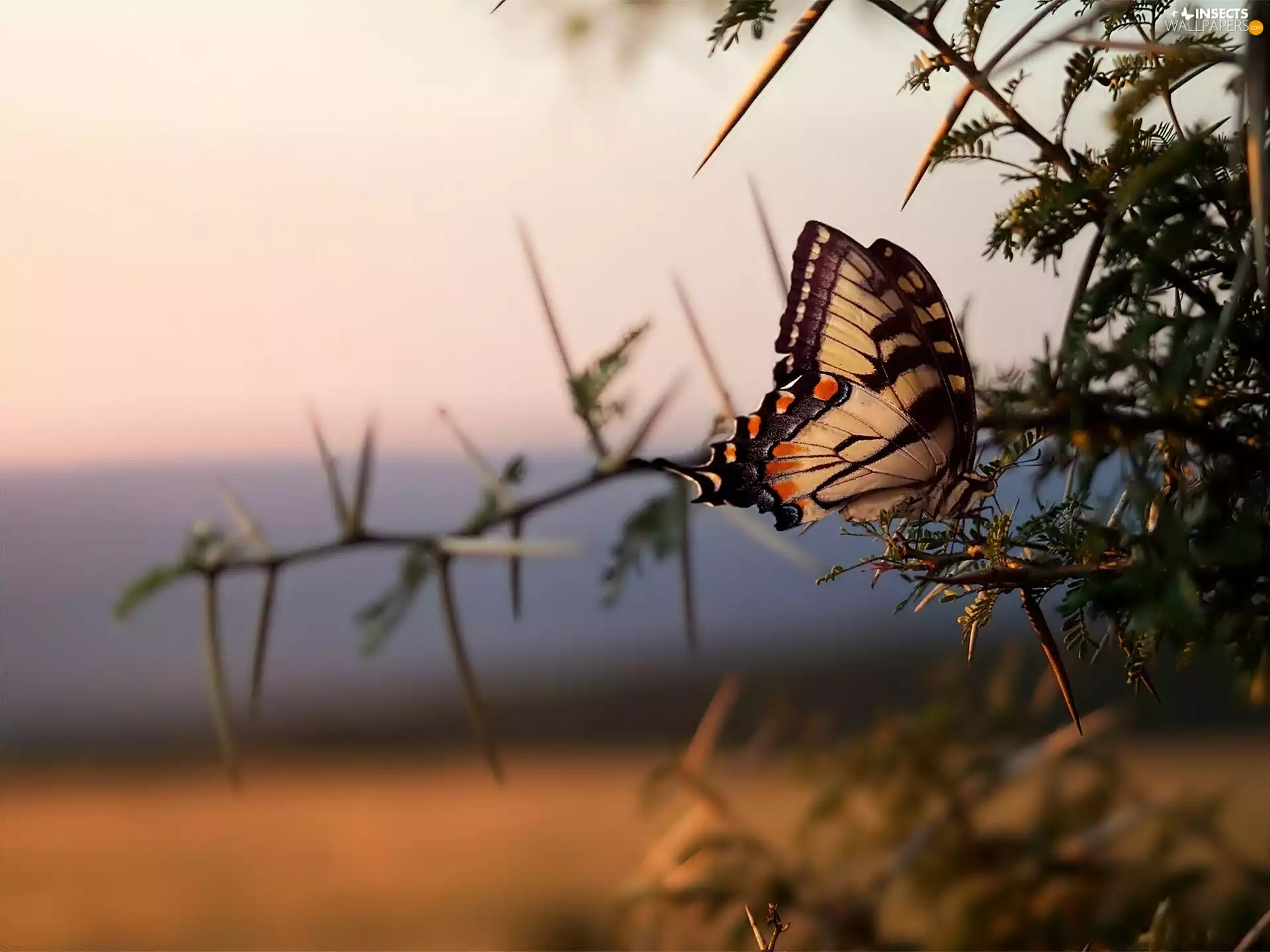 Close, butterfly, twig