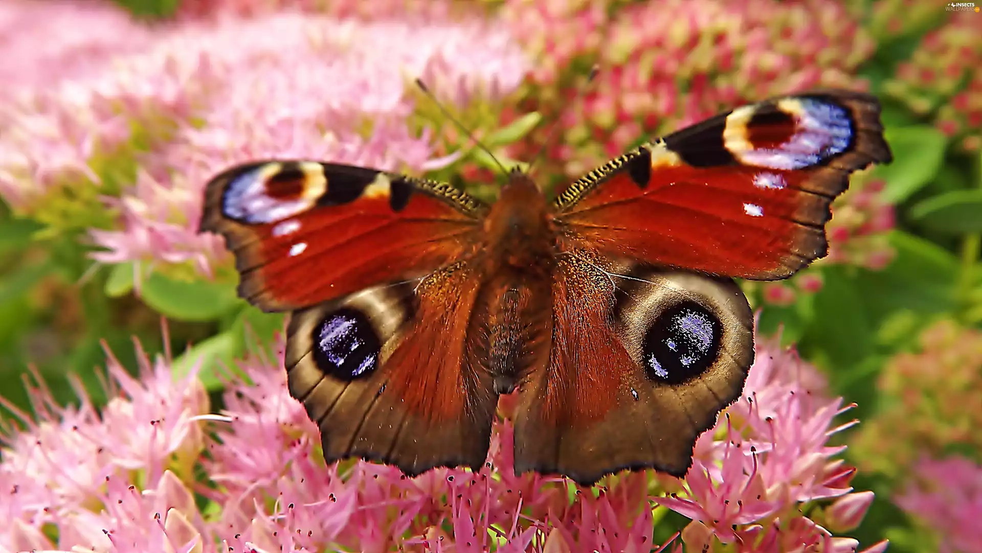 io, butterfly, Flowers, Close, Pink, undine