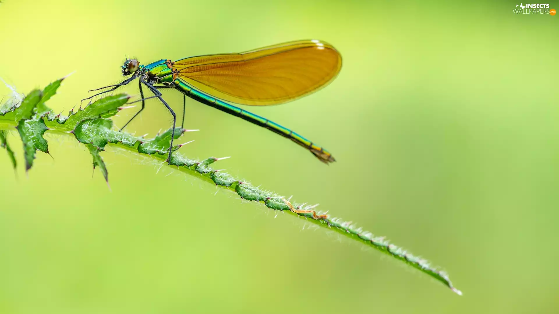 dragon-fly, plant, Close, Calopteryx virgo