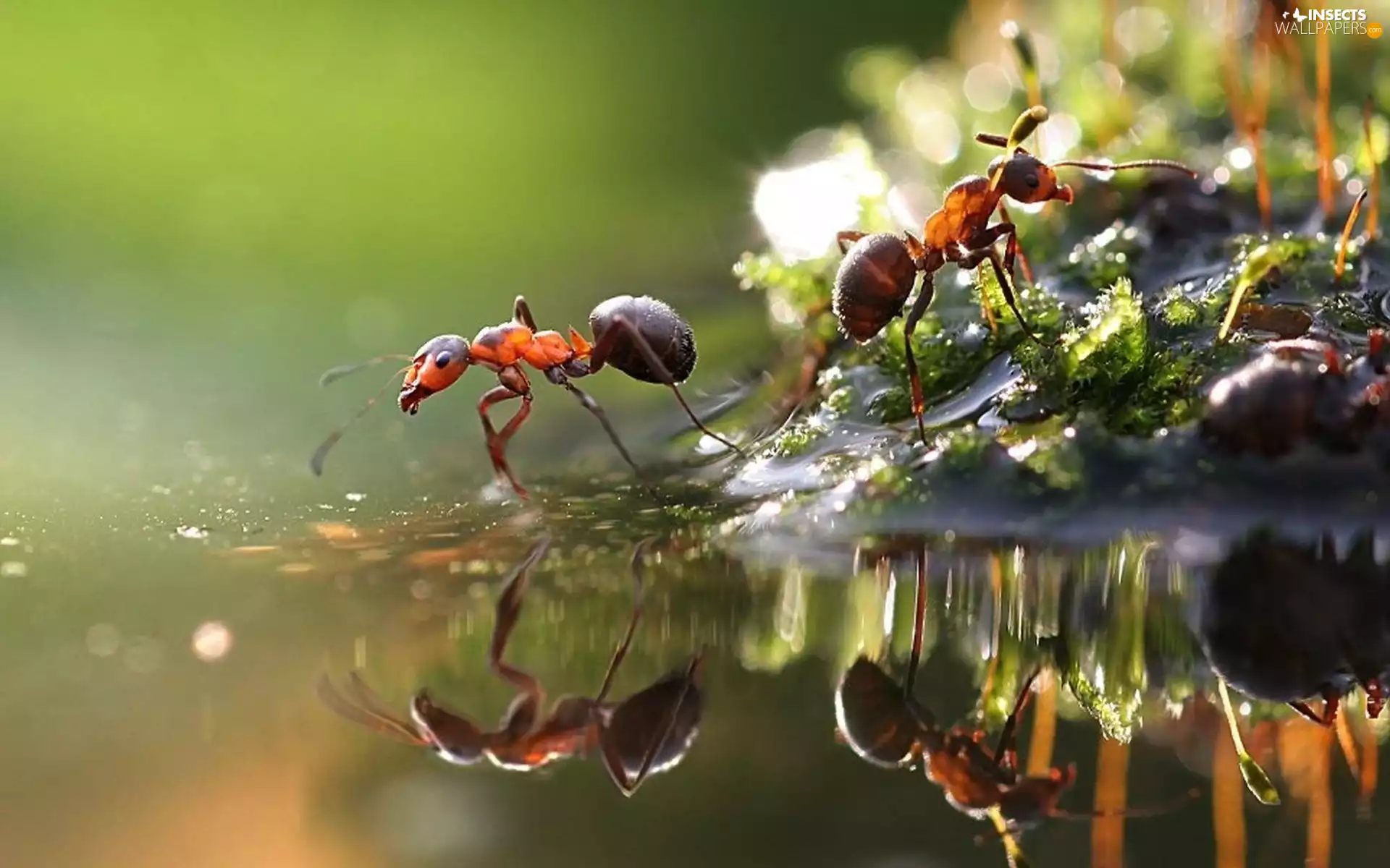 Close, ants, water