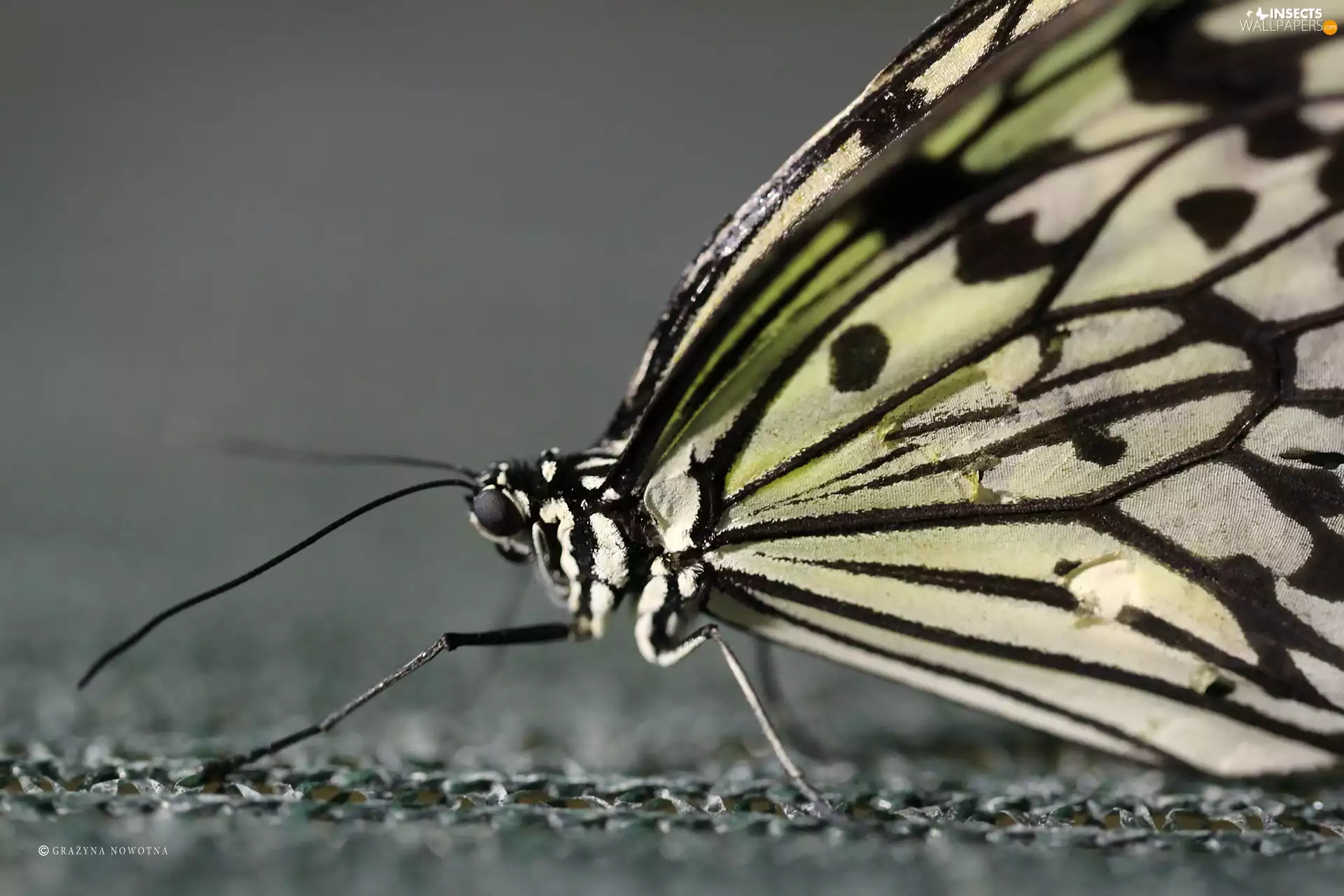 Close, butterfly, wings