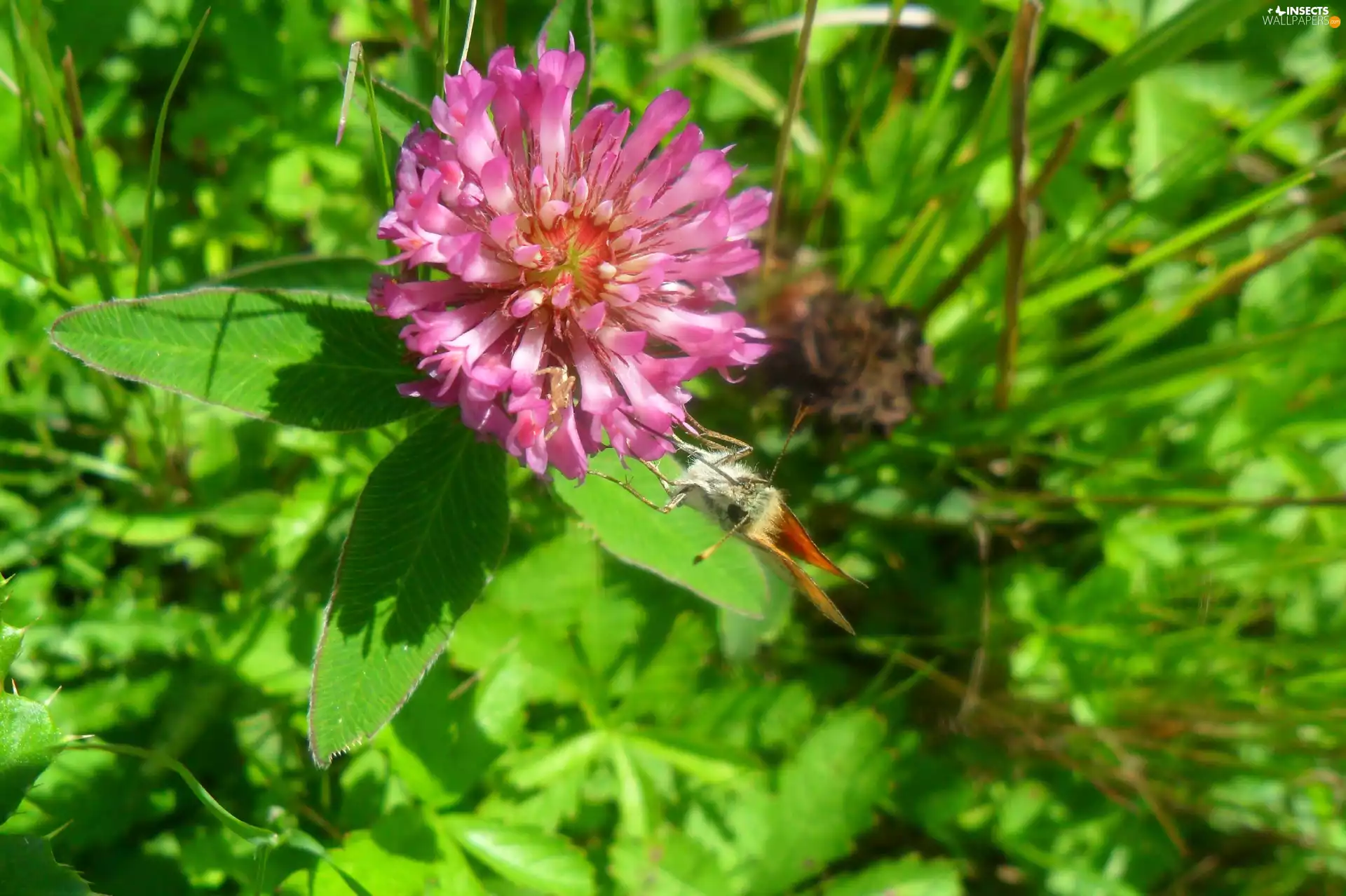 Meadow, clover, butterfly, Colourfull Flowers