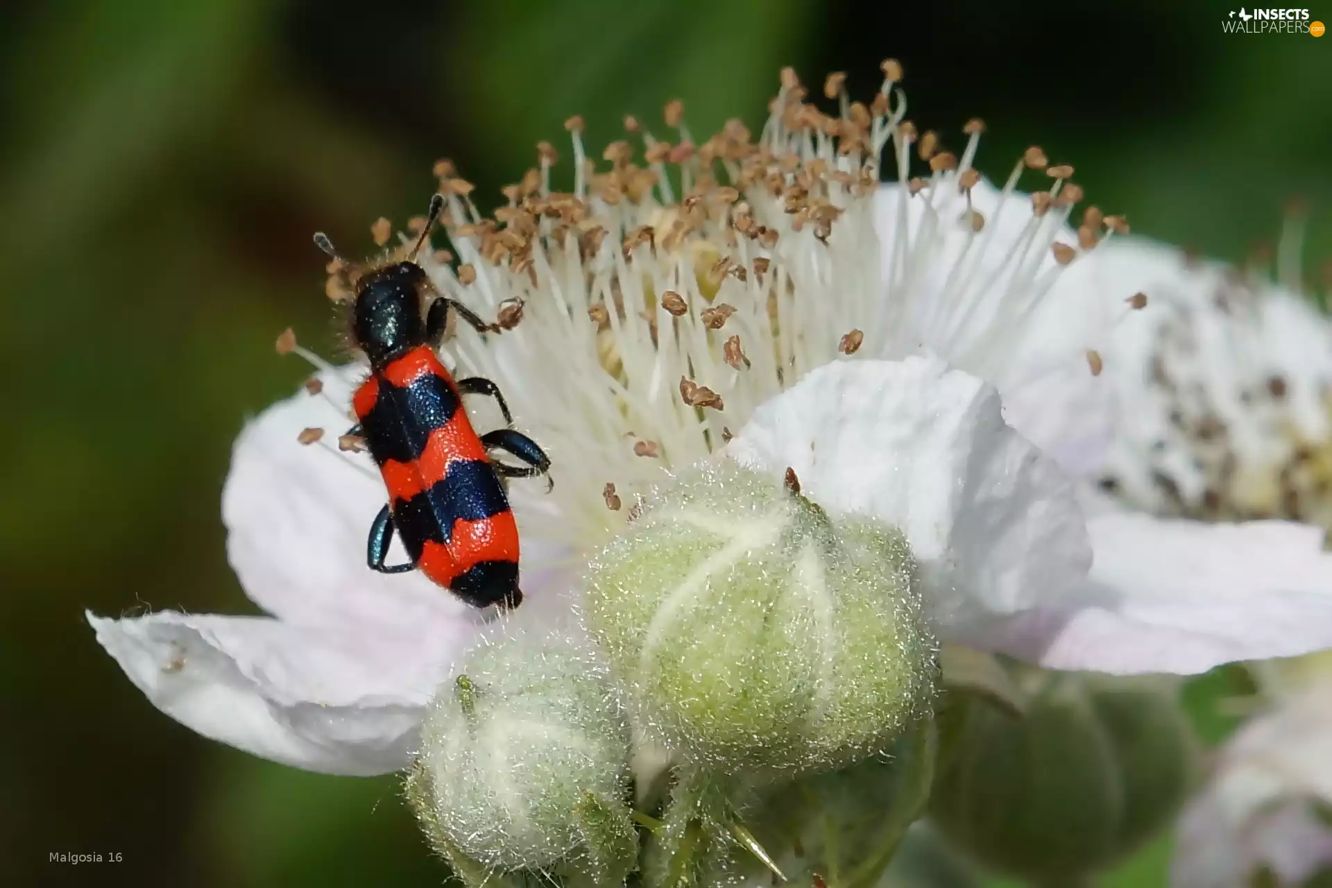 Colourfull Flowers, Insect, cockchafer