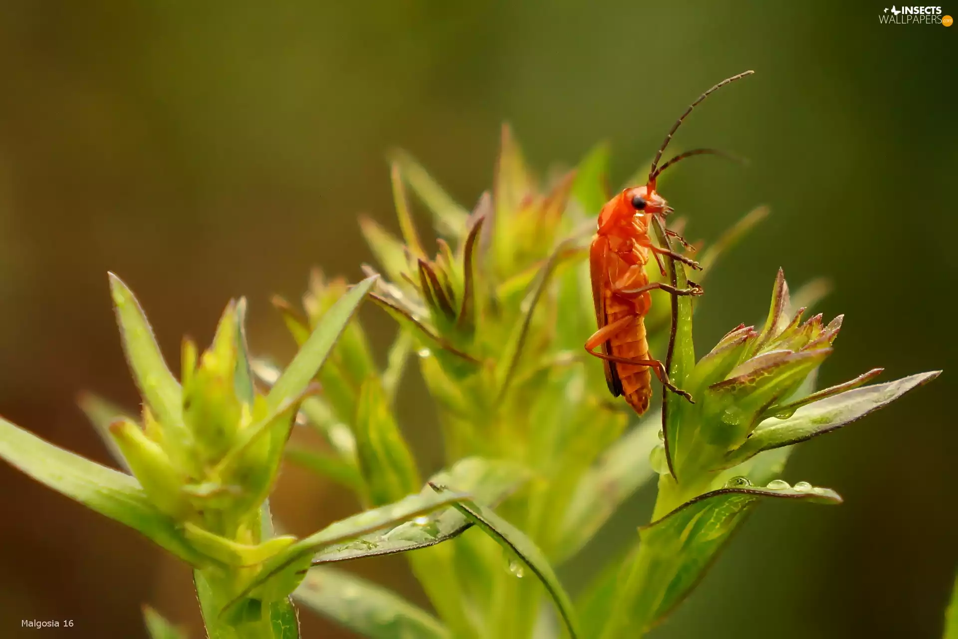 Insect, plant, Close, cockchafer