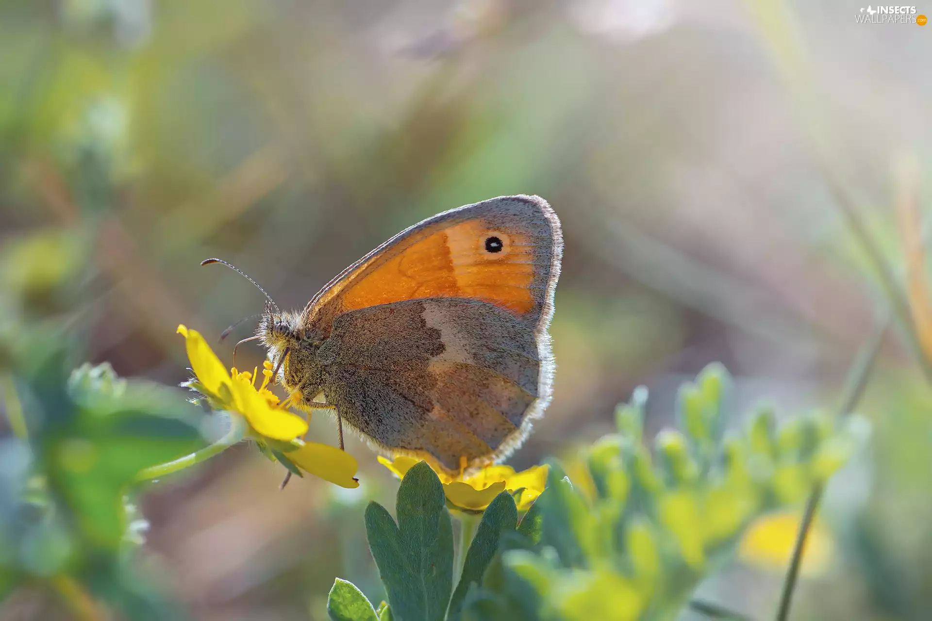 Flowers, blurry background, Coenonympha Pamphilus, Yellow, butterfly
