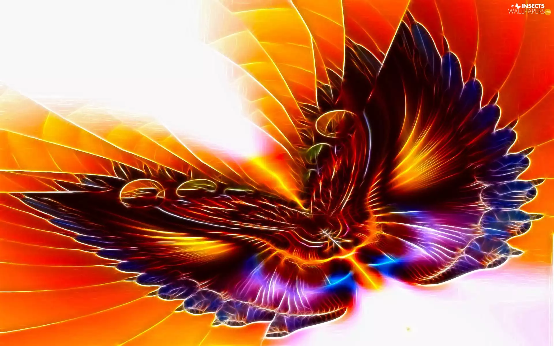 butterfly, wings, graphics, color