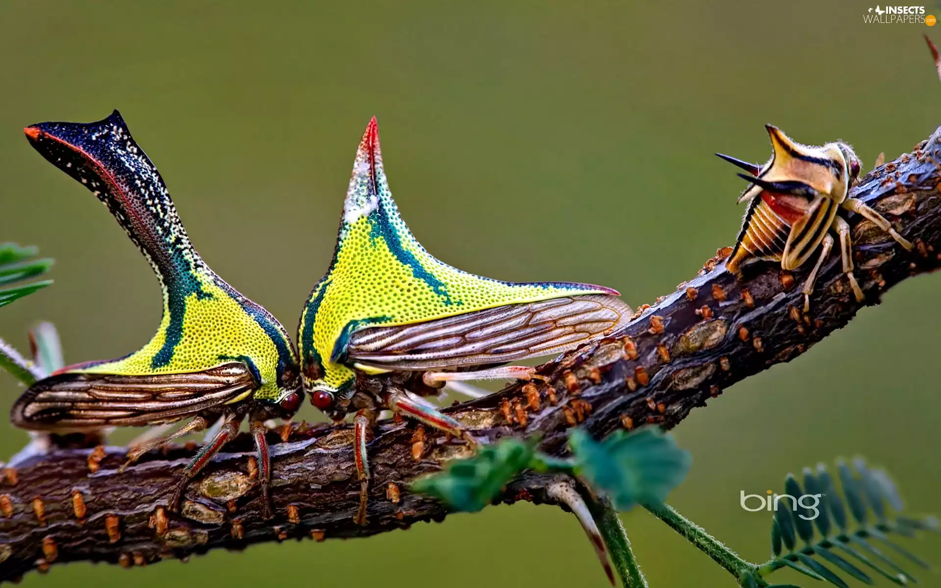 exotic, moths, twig, color