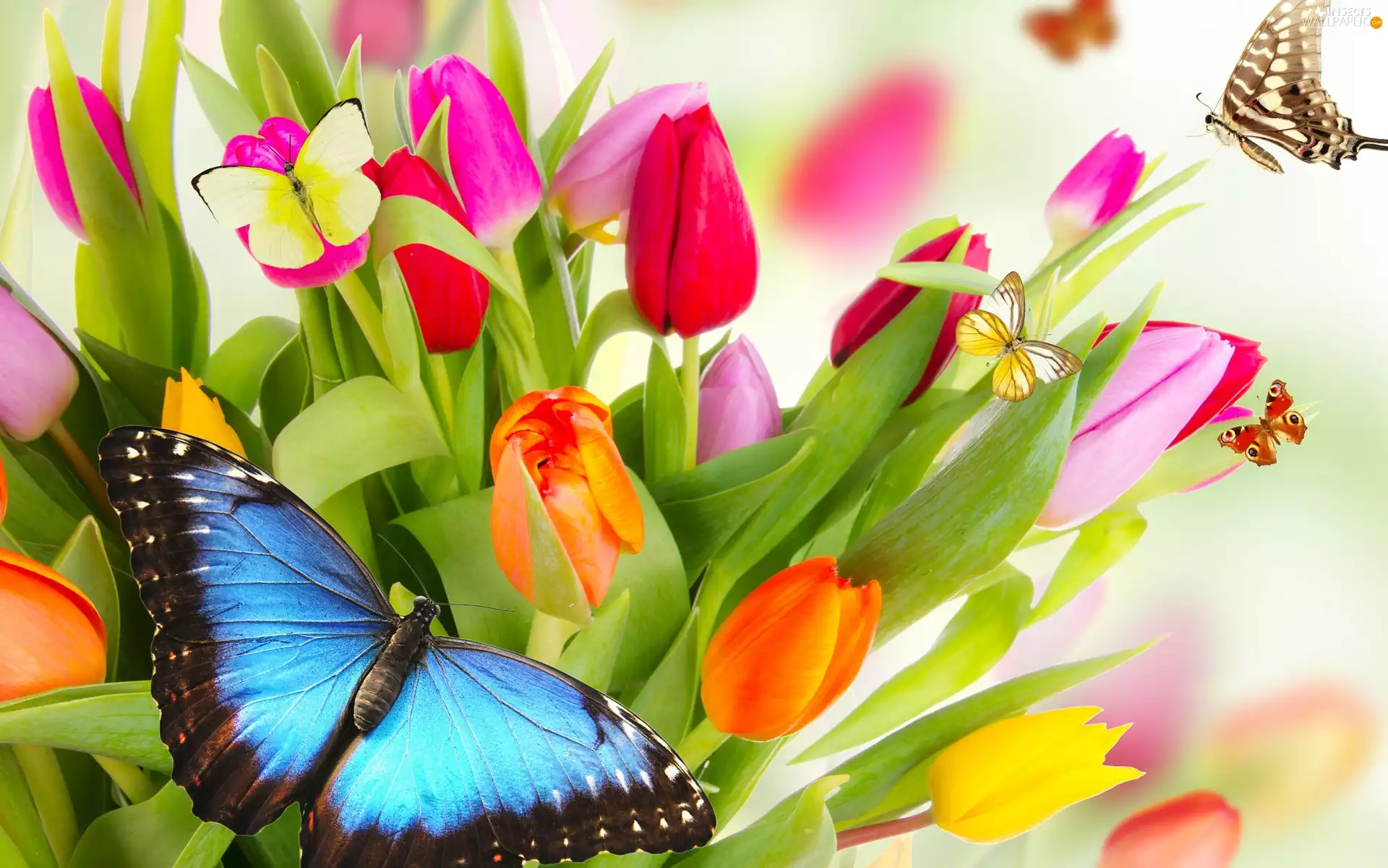 Flowers, Tulips, butterflies, color