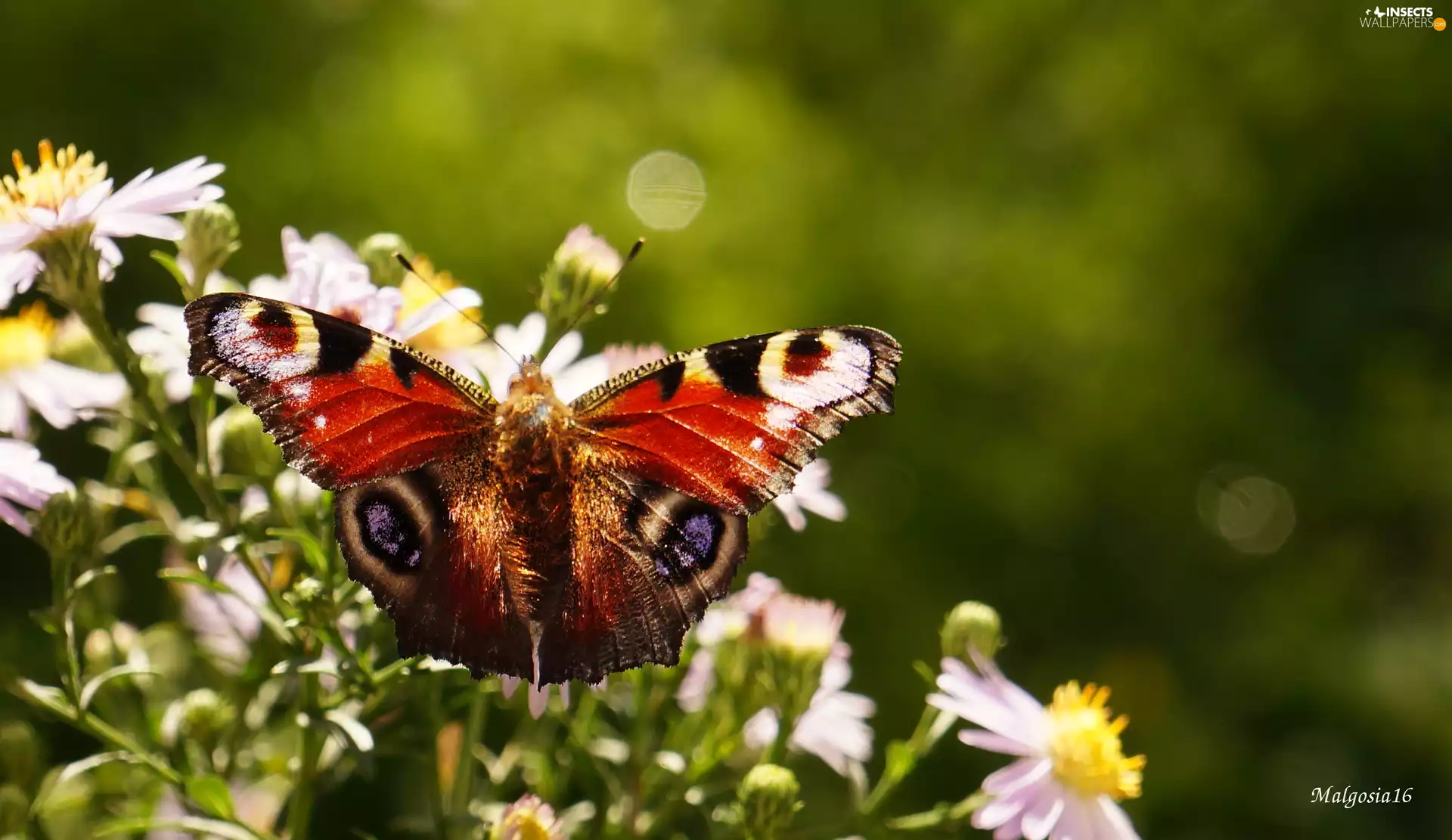 Flowers, butterfly, Peacock, color