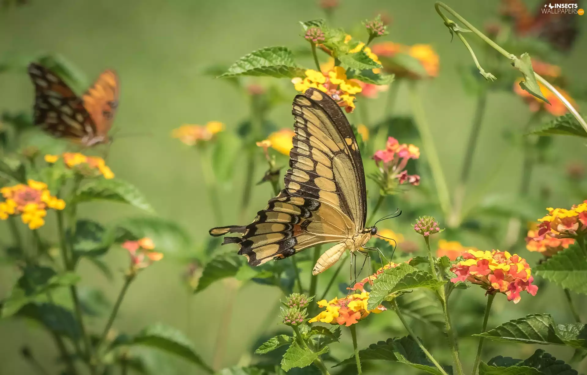 butterflies, color, Flowers, Oct Queen
