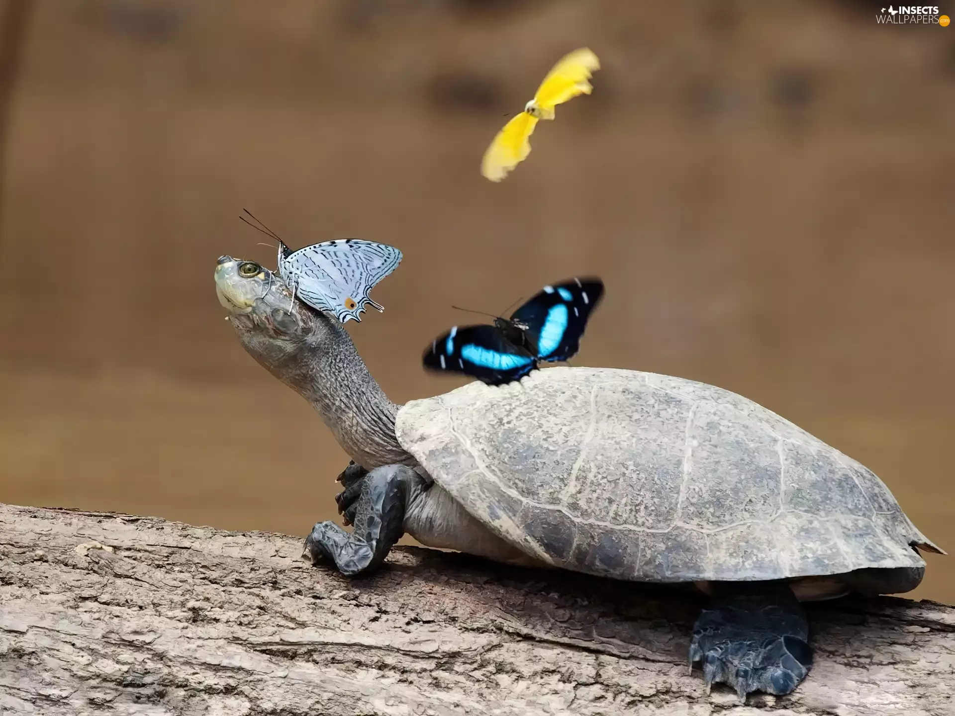 turtle, butterflies, crust, color
