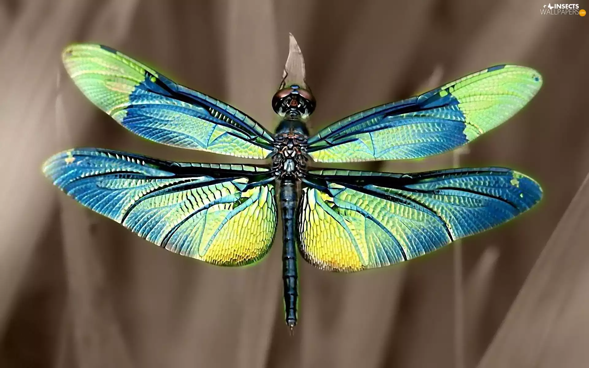 Coloured, dragon-fly
